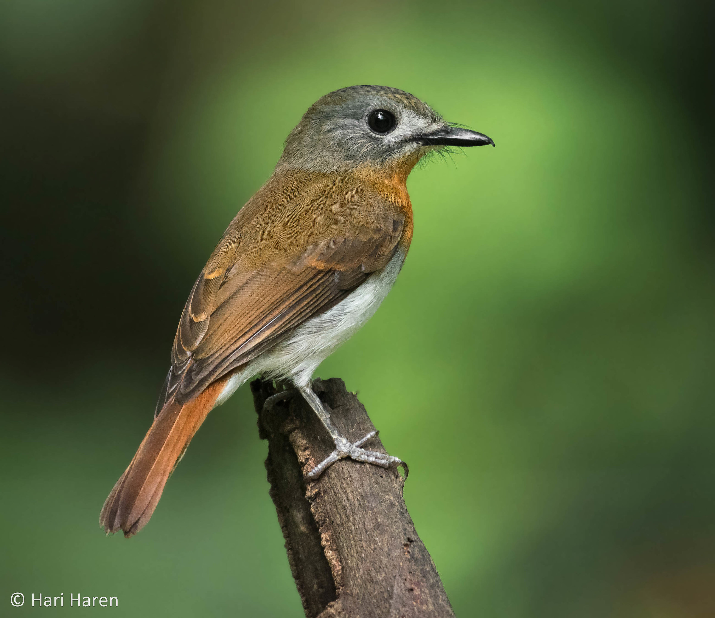 White-bellied blue flycatcher female