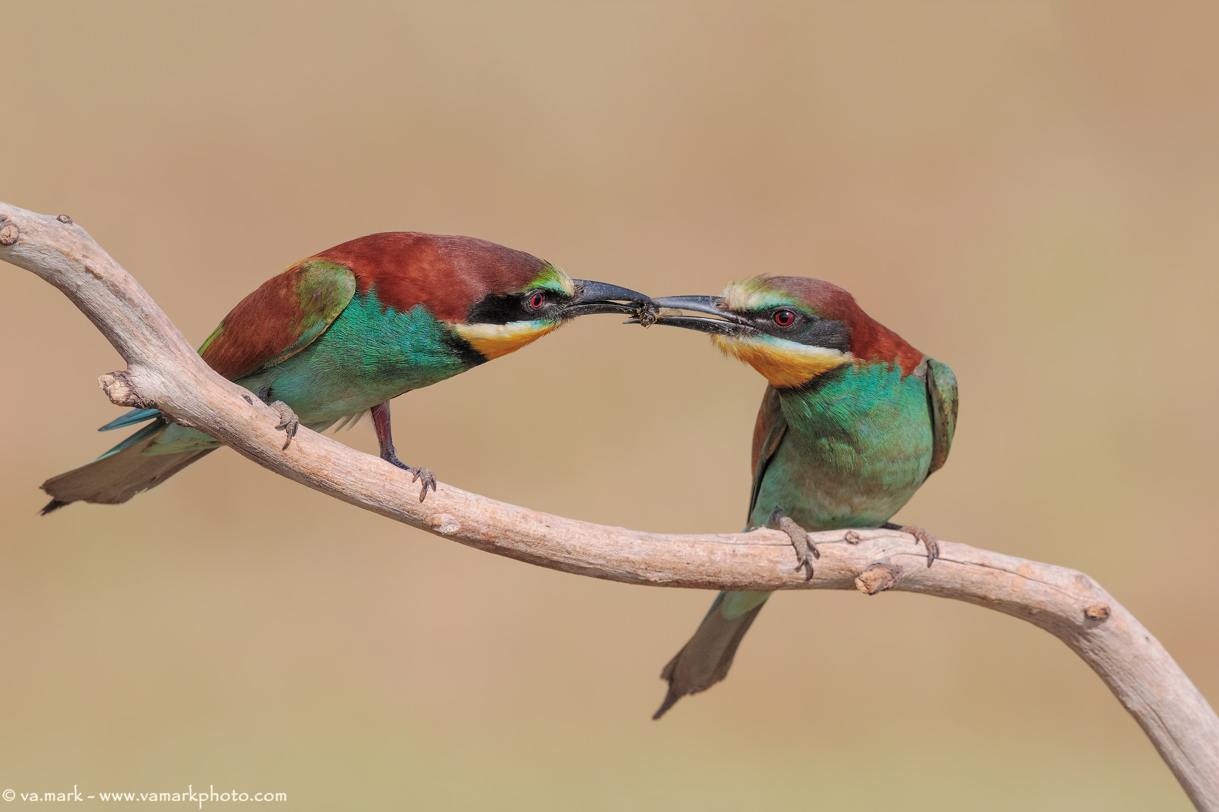 Bee-eaters....