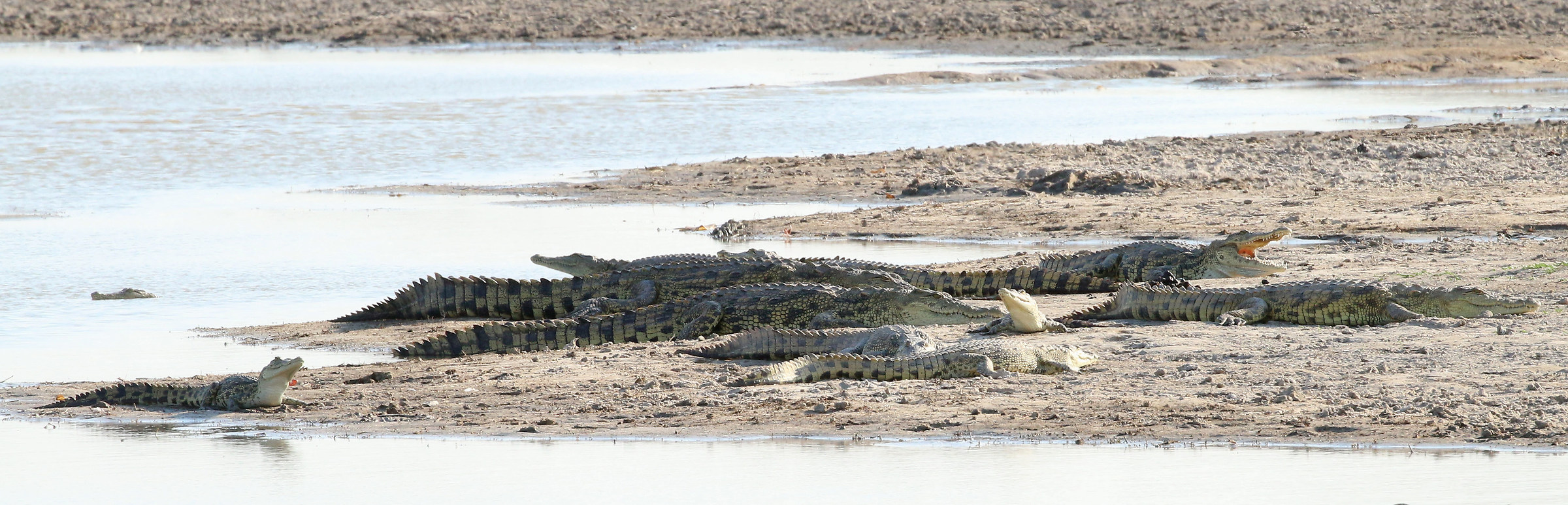 But how many are there?