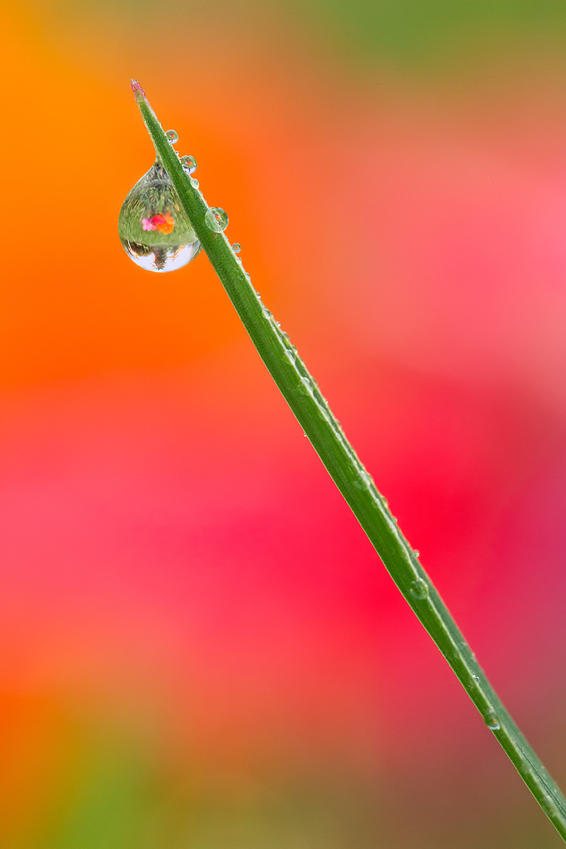 Dew Drop