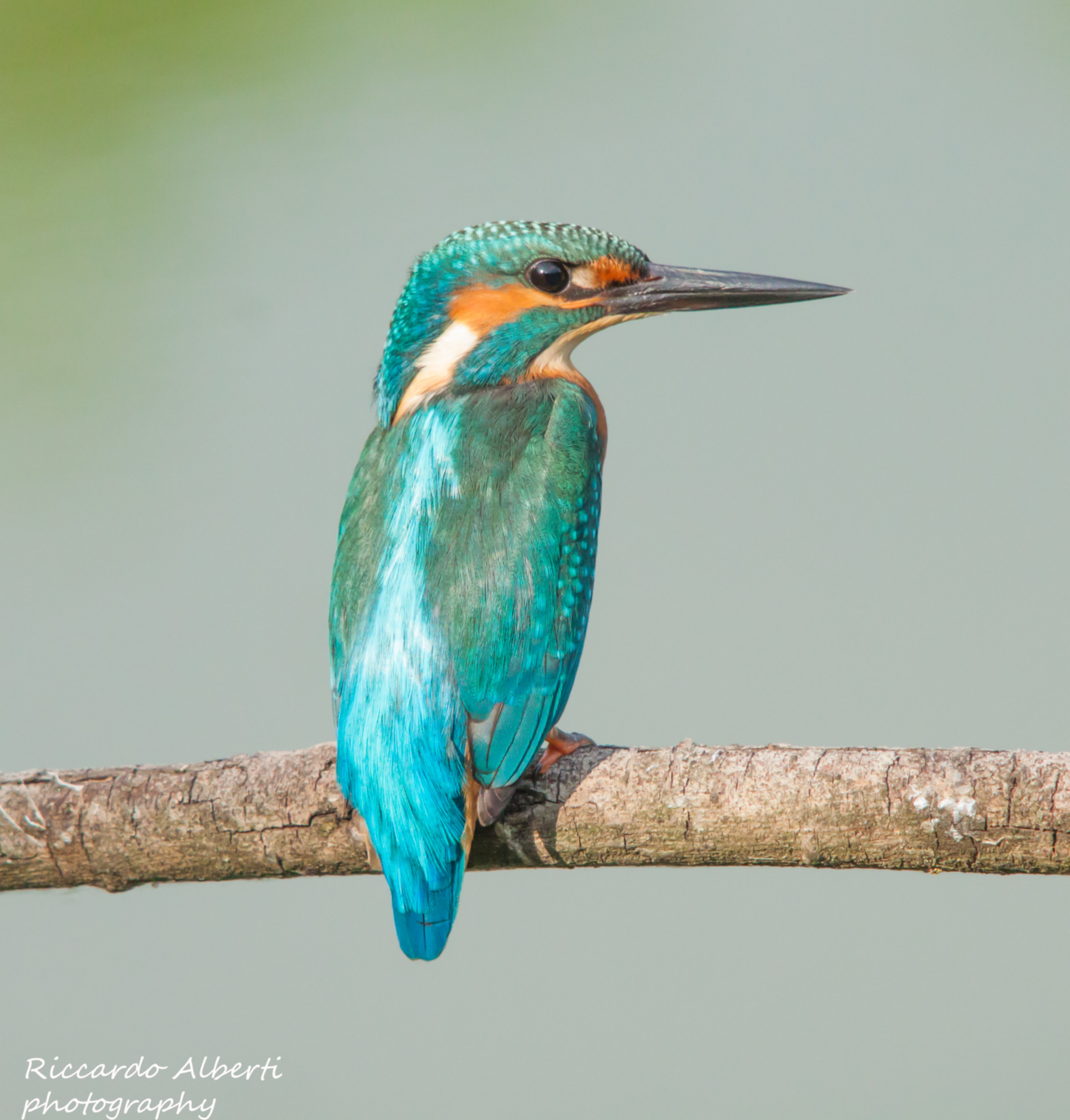 Il mio primo martino