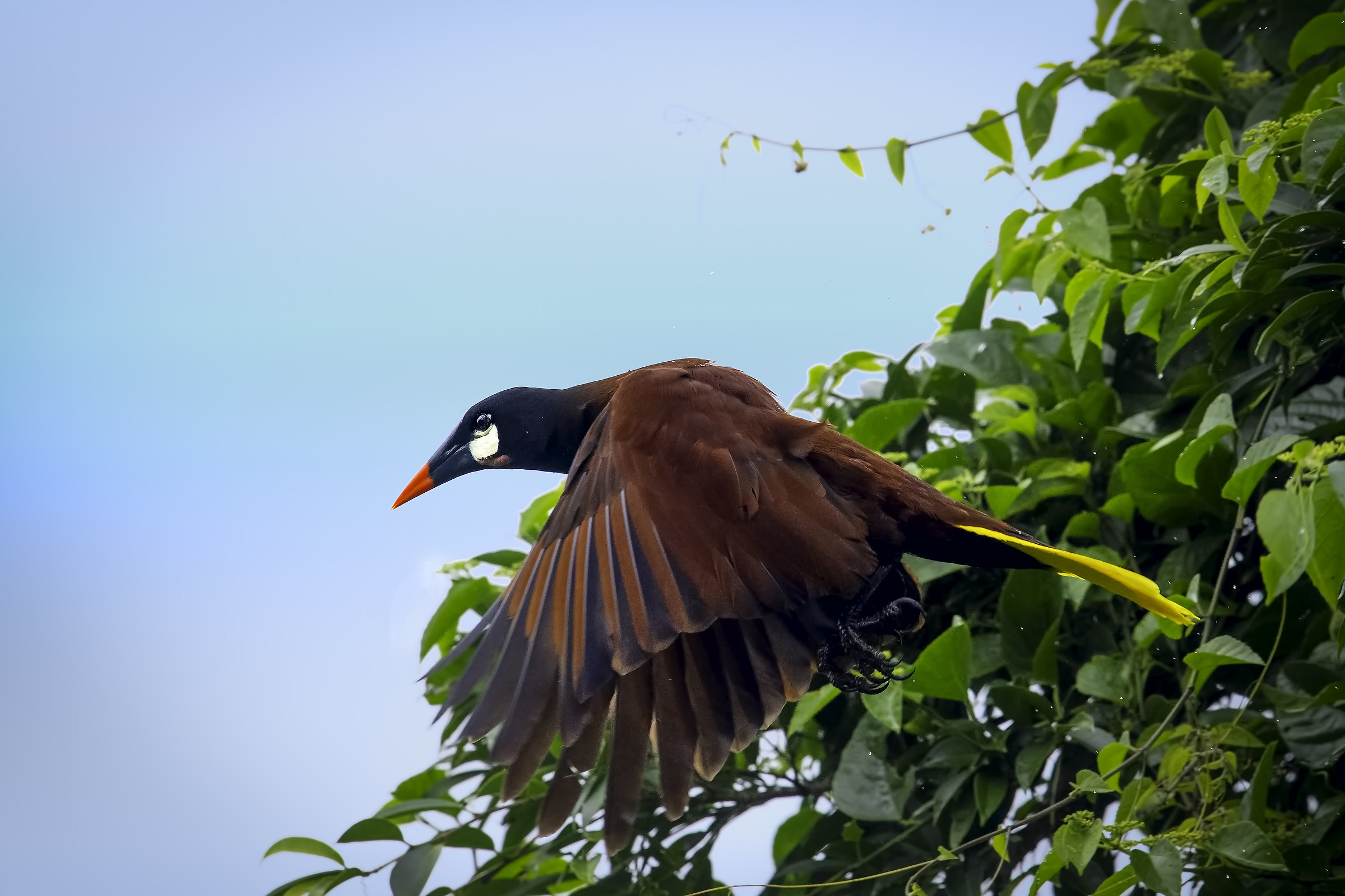 Oropendola
