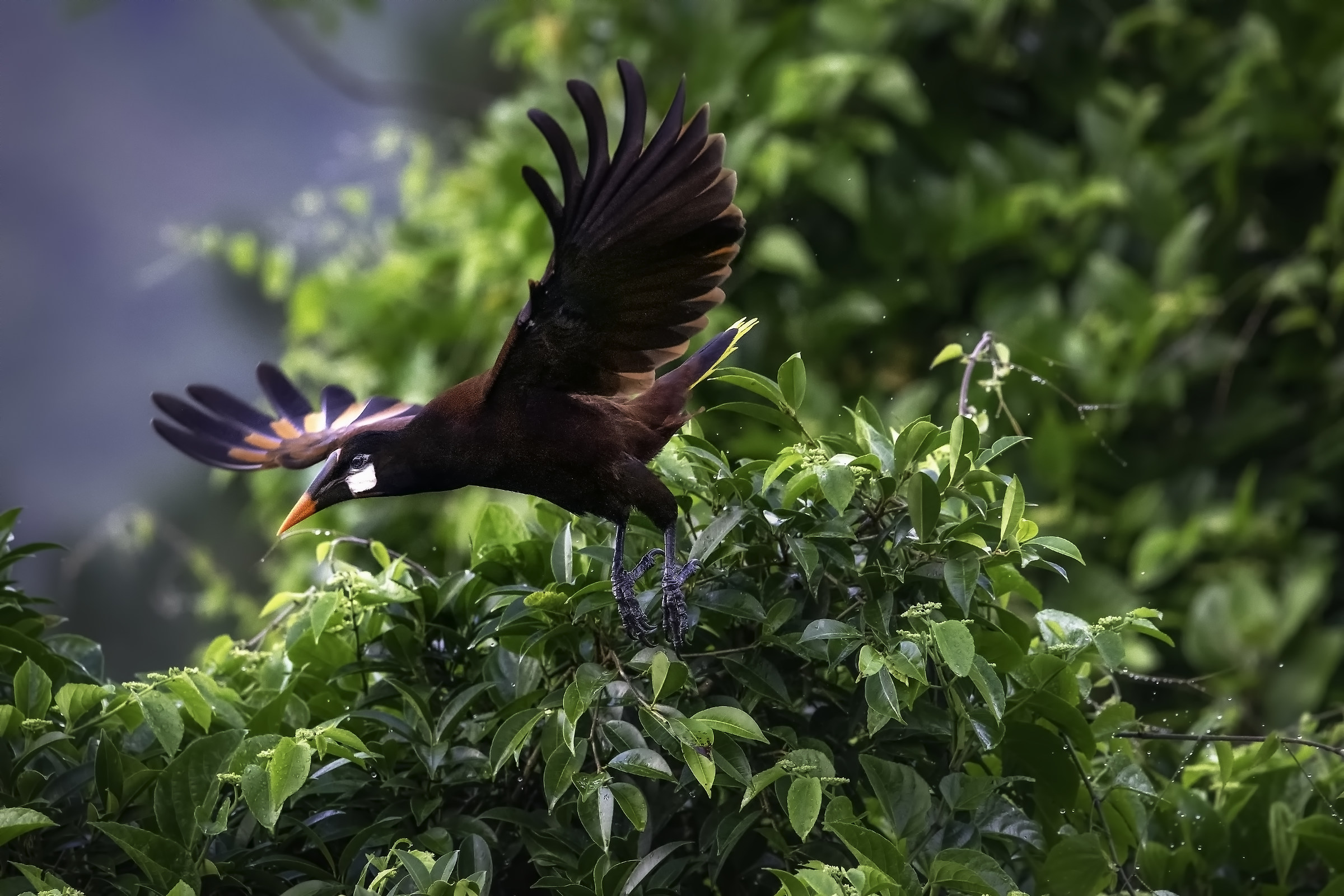 Oropendola