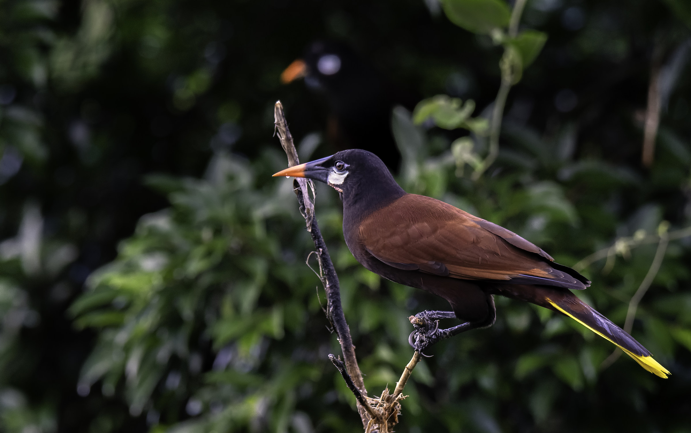 Oropendola