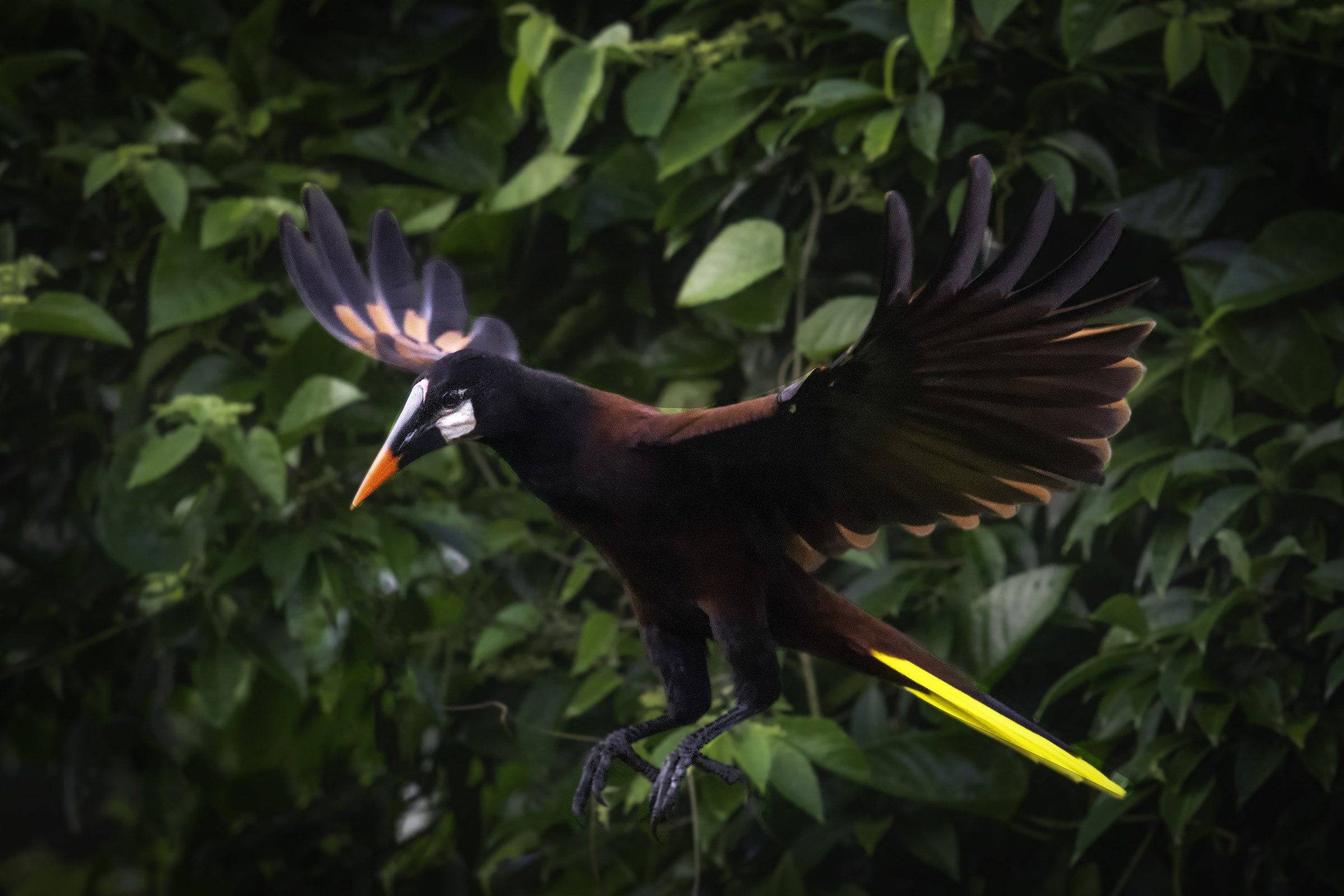 Oropendola