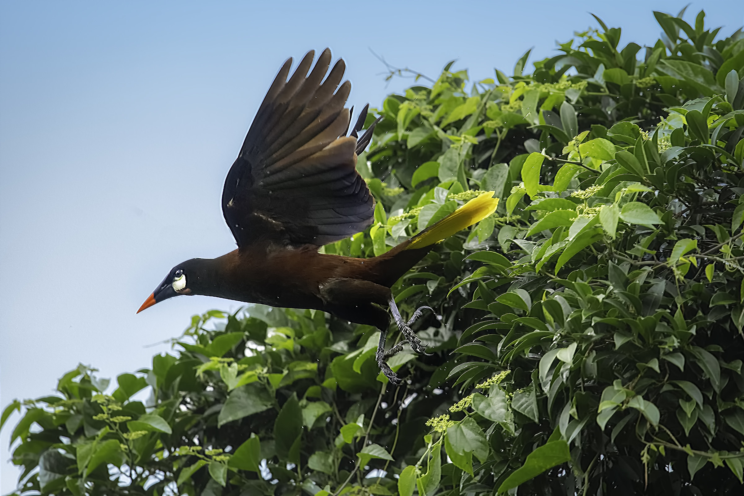 Oropendola