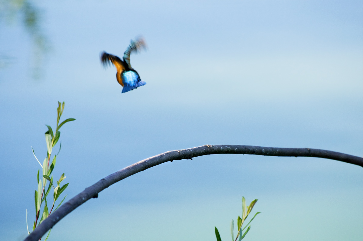 Ciao ragazzi, me ne vado mi avete rotto.
