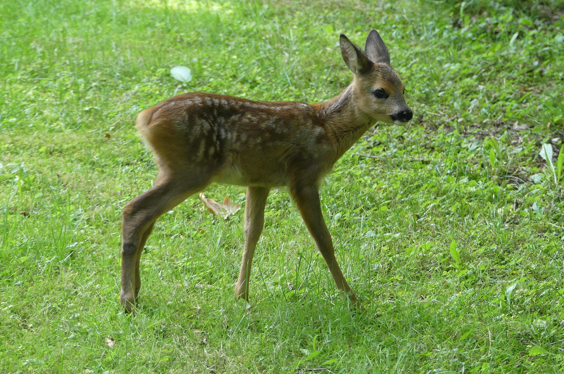 Piccolo di capriolo al Vincheto di Celarda (bl)