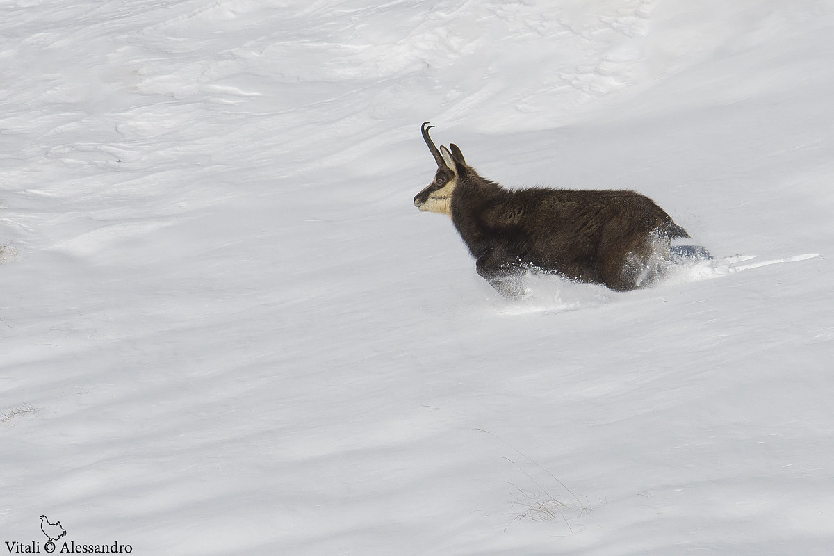 Immersed in the snow......