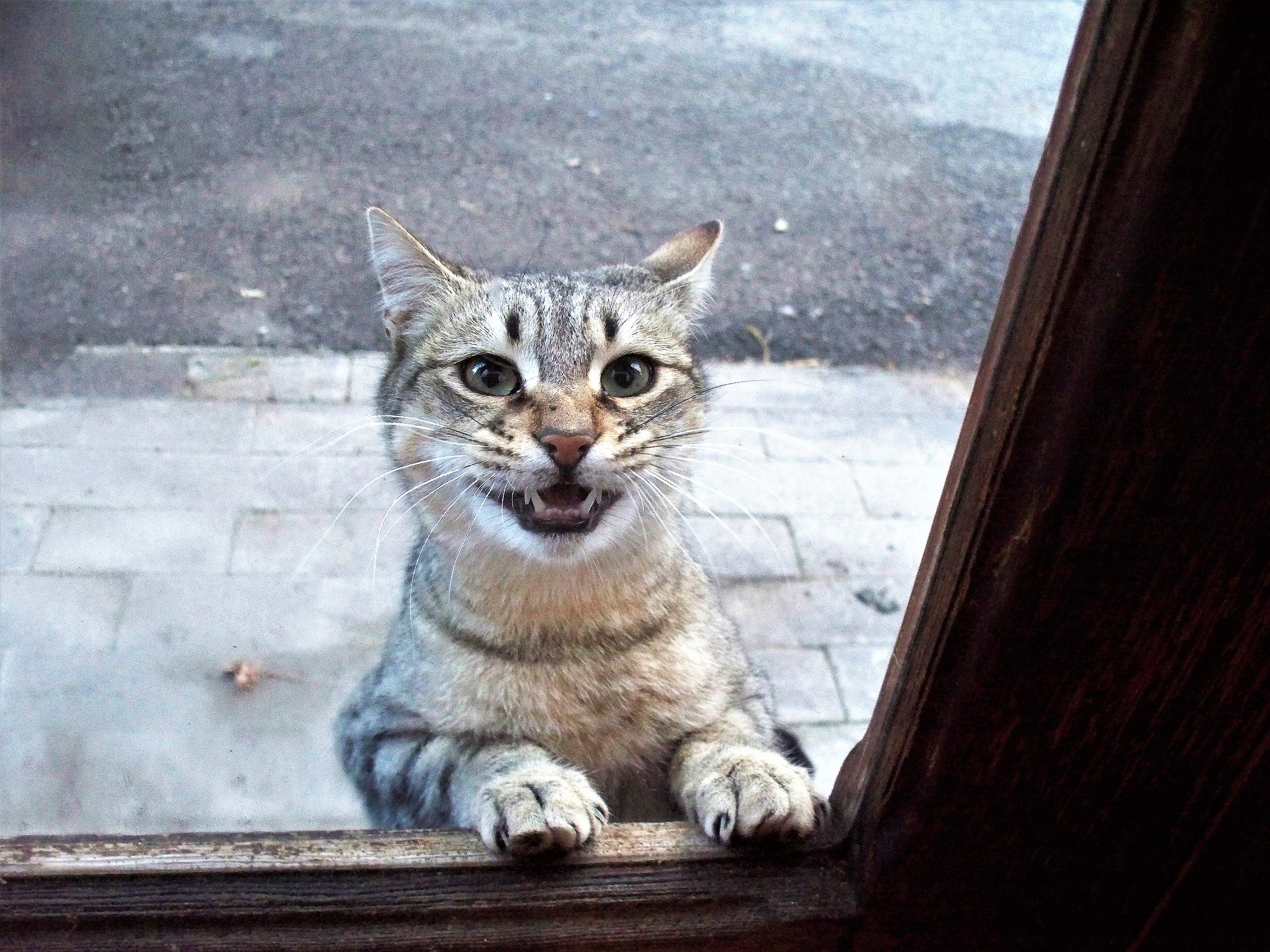 Please let me in, it's cold!