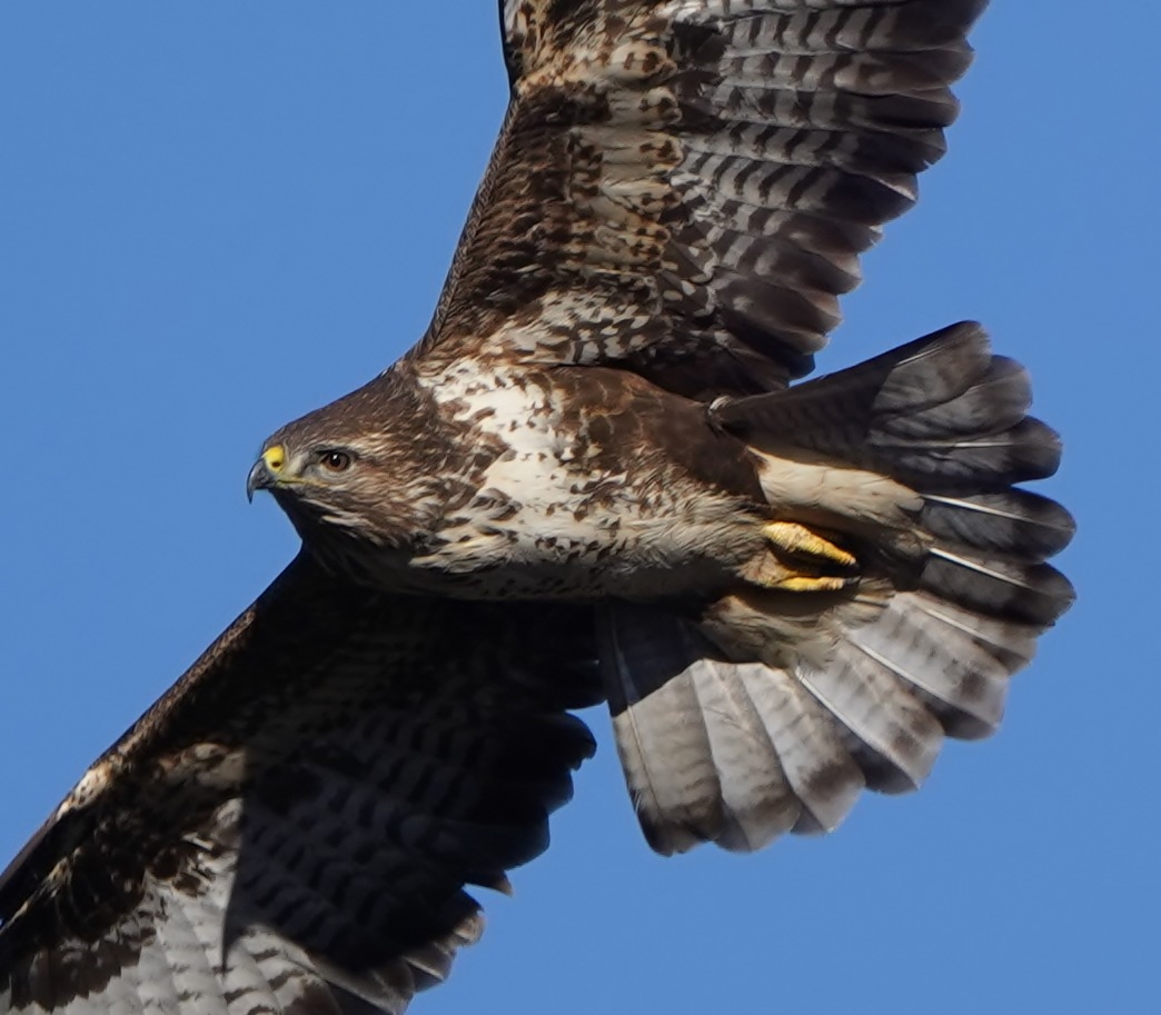 Buzzard (CROP)...