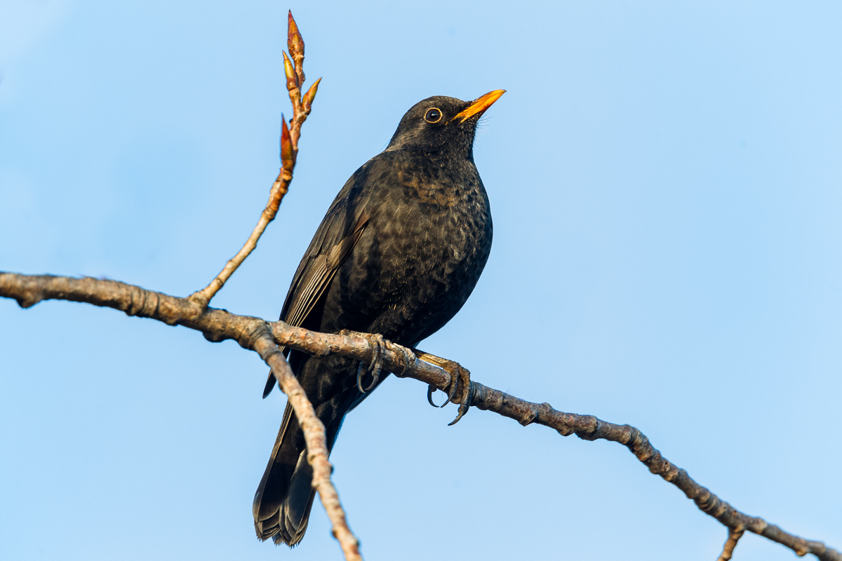 Merlo maschio al tramonto ...
