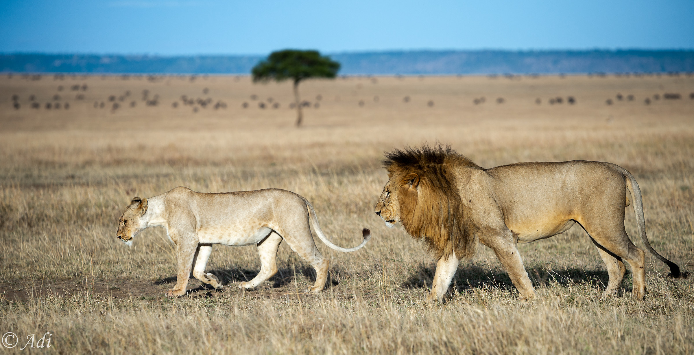 Passeggiata pomeridiana