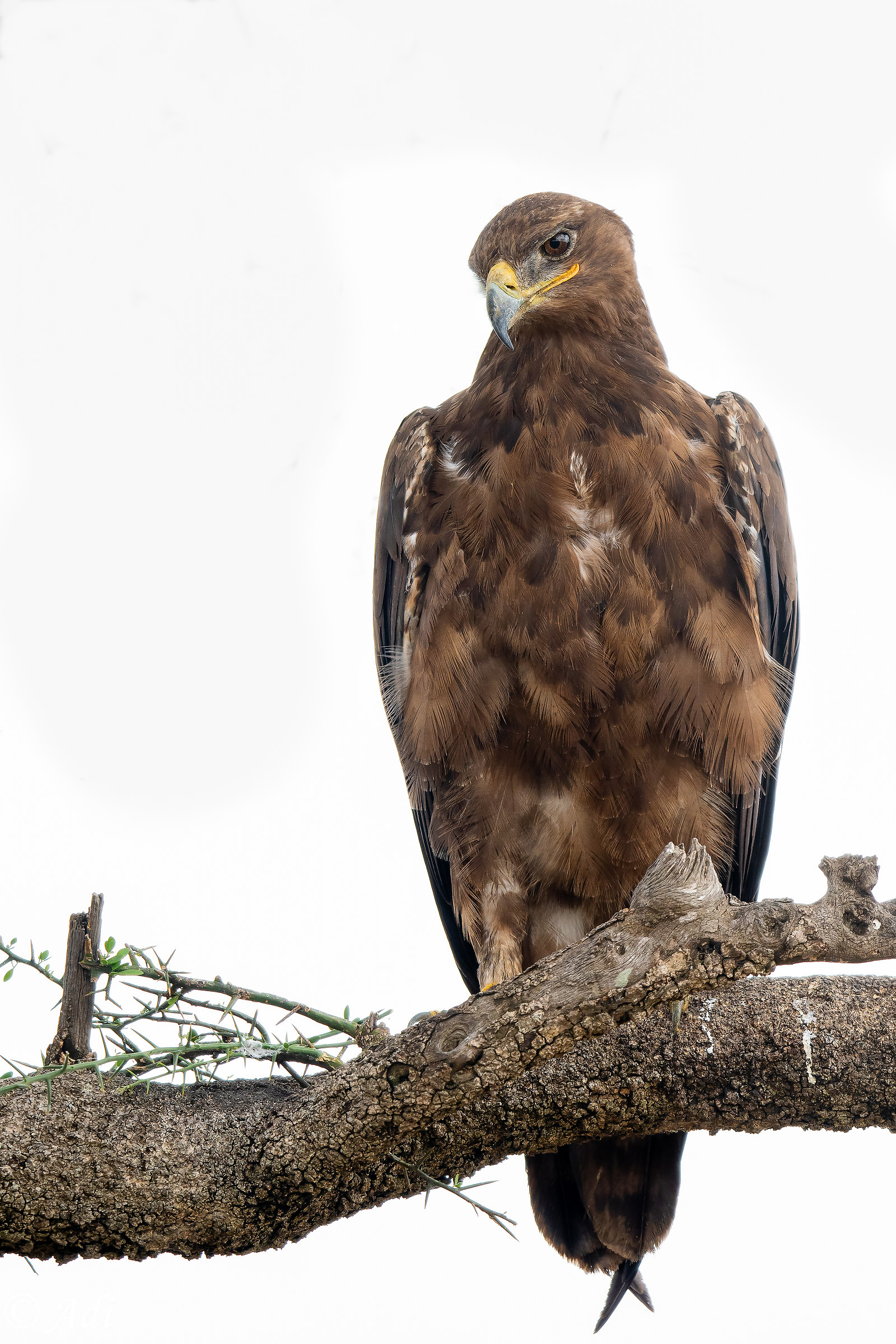 Steppe eagle
