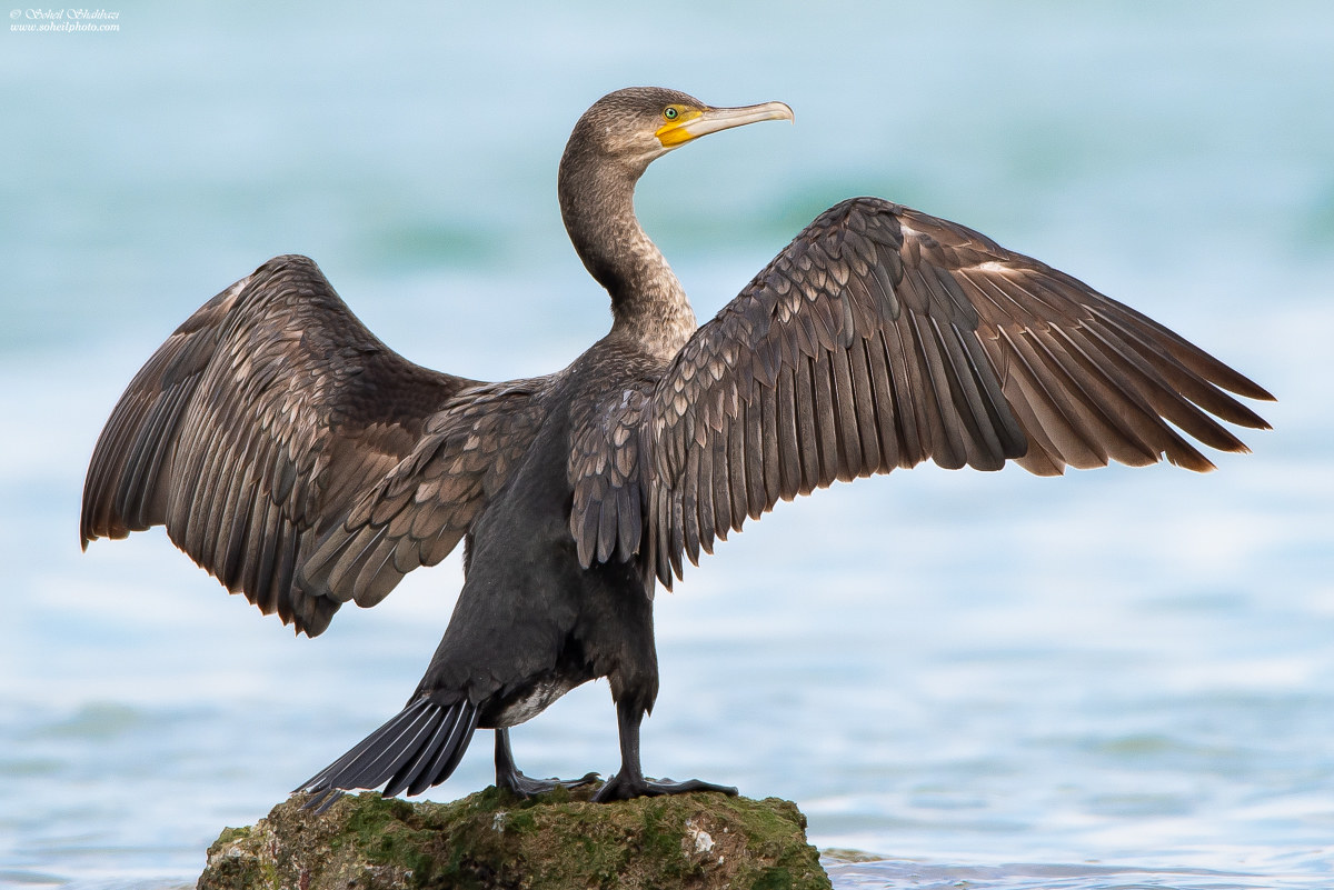 Great cormorant