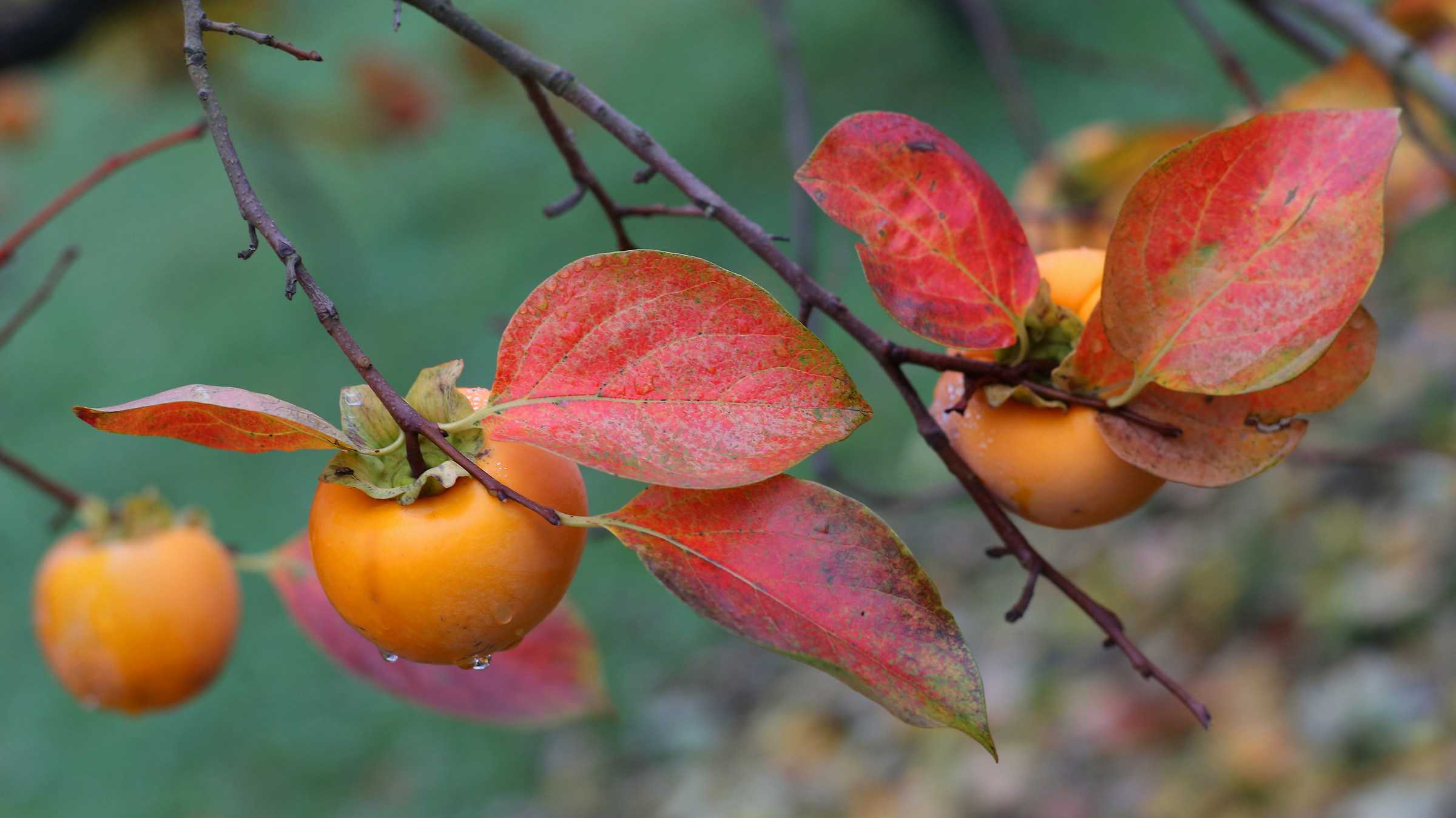i frutti dell'autunno