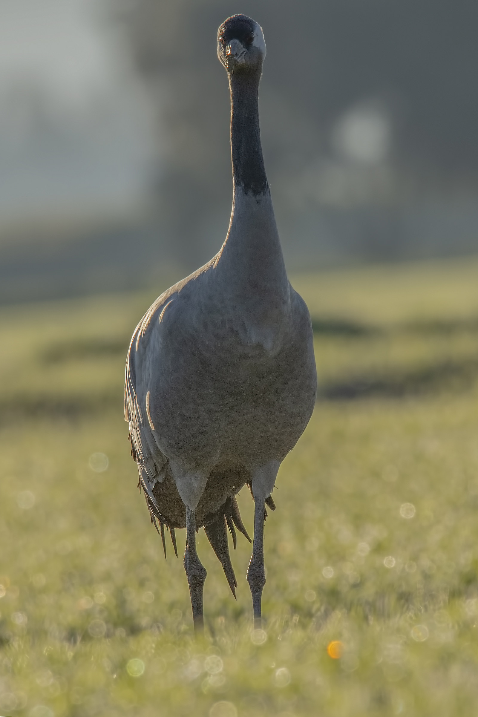 Grey Crane Portrait