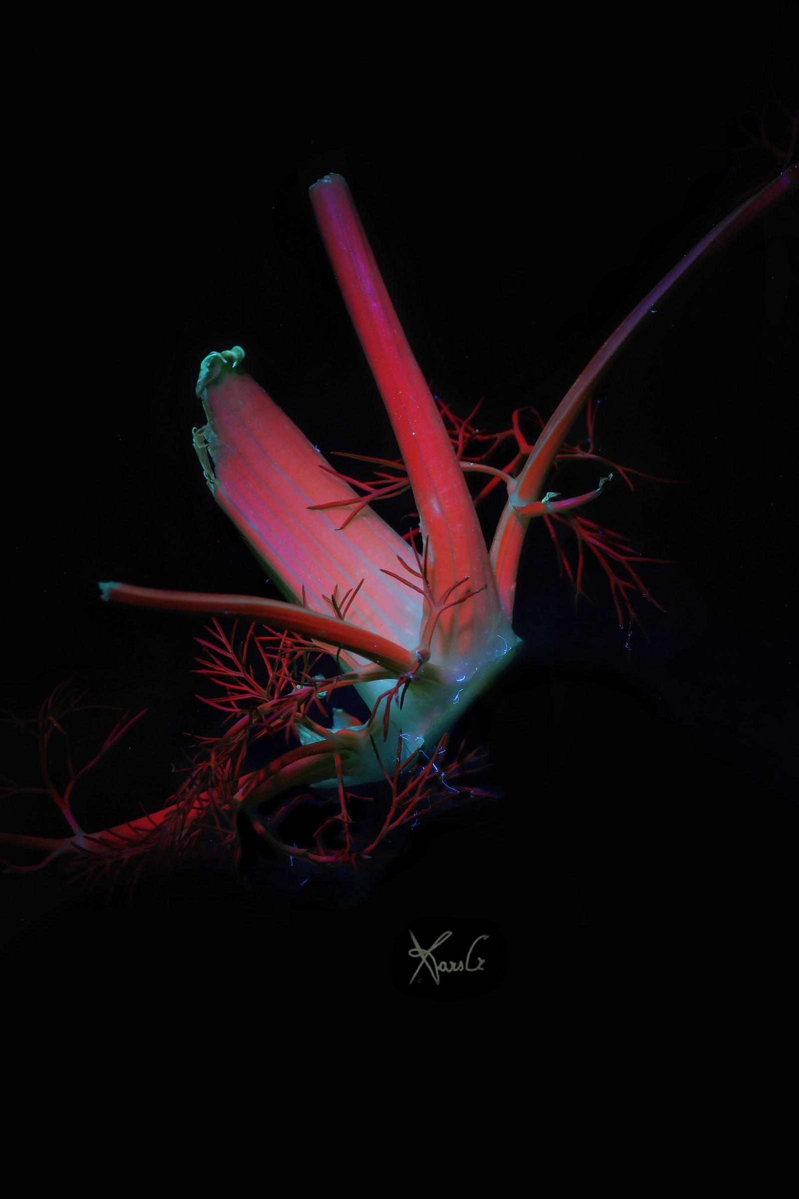 Pseudocorallus ortoliensis