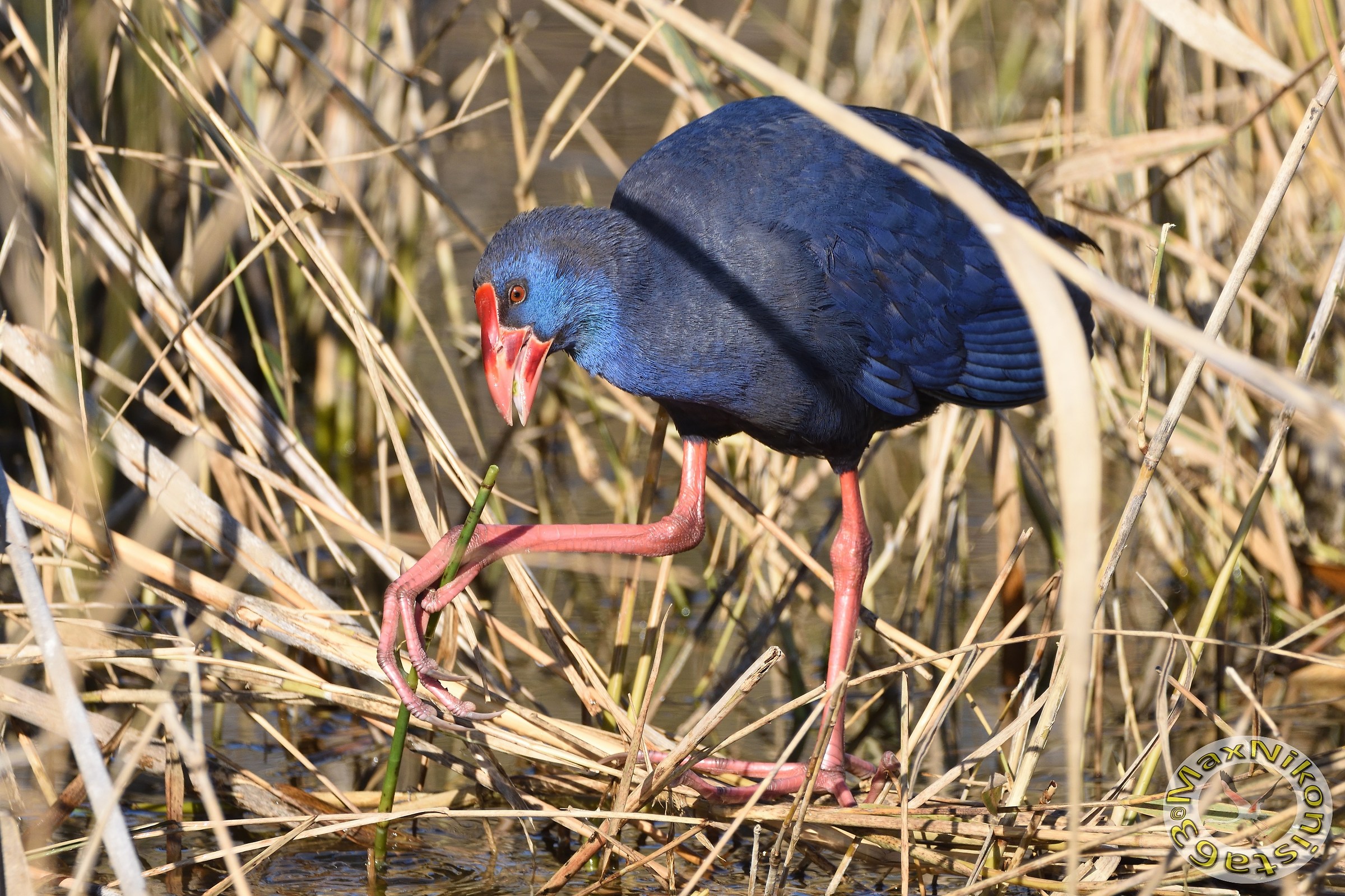 The beak lifted from the proud meal...