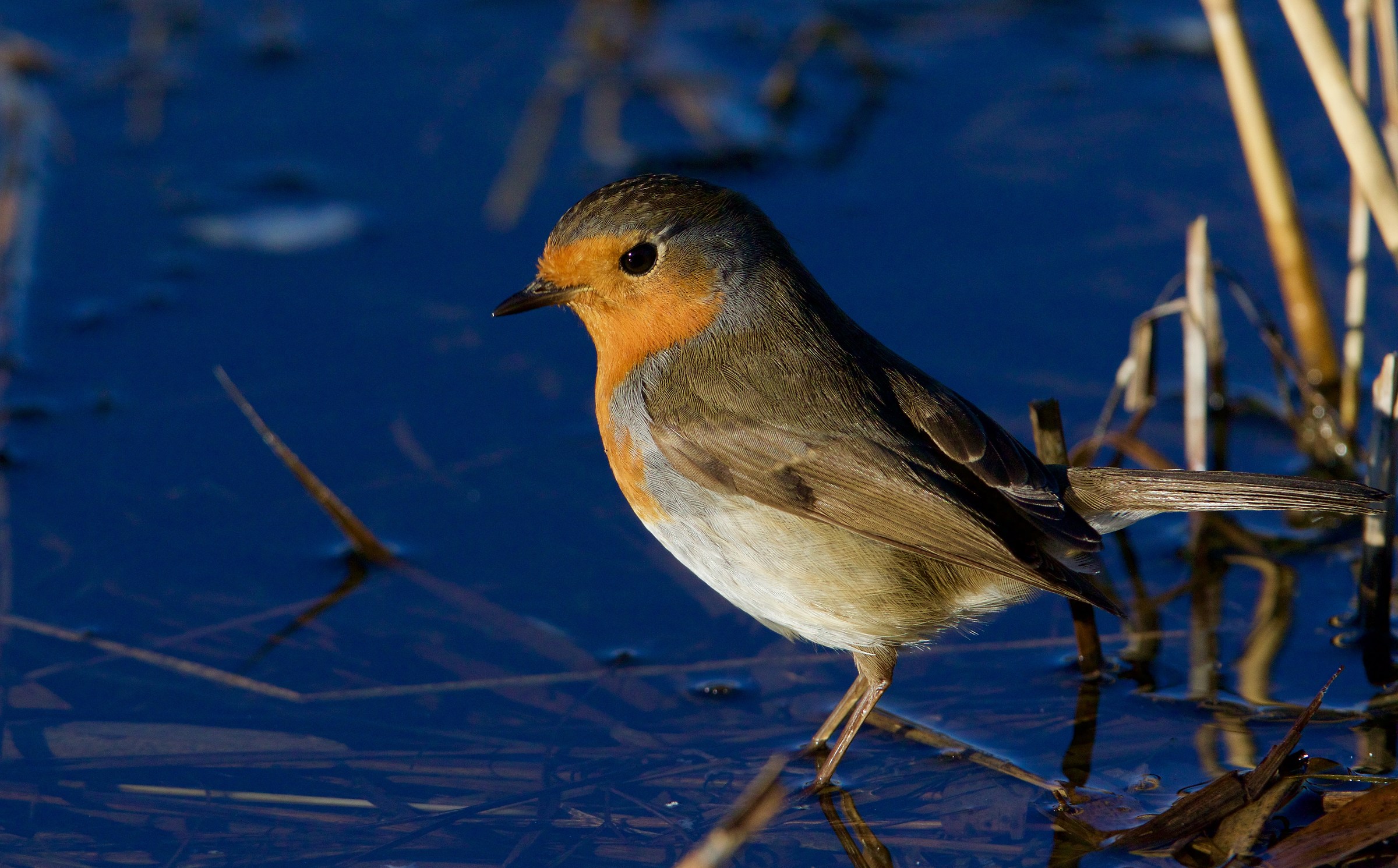 primo pettirosso 2019