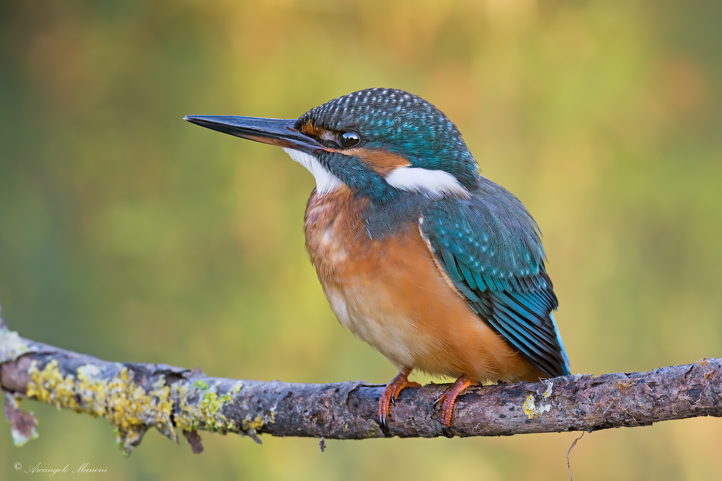 La mia martina preferita
