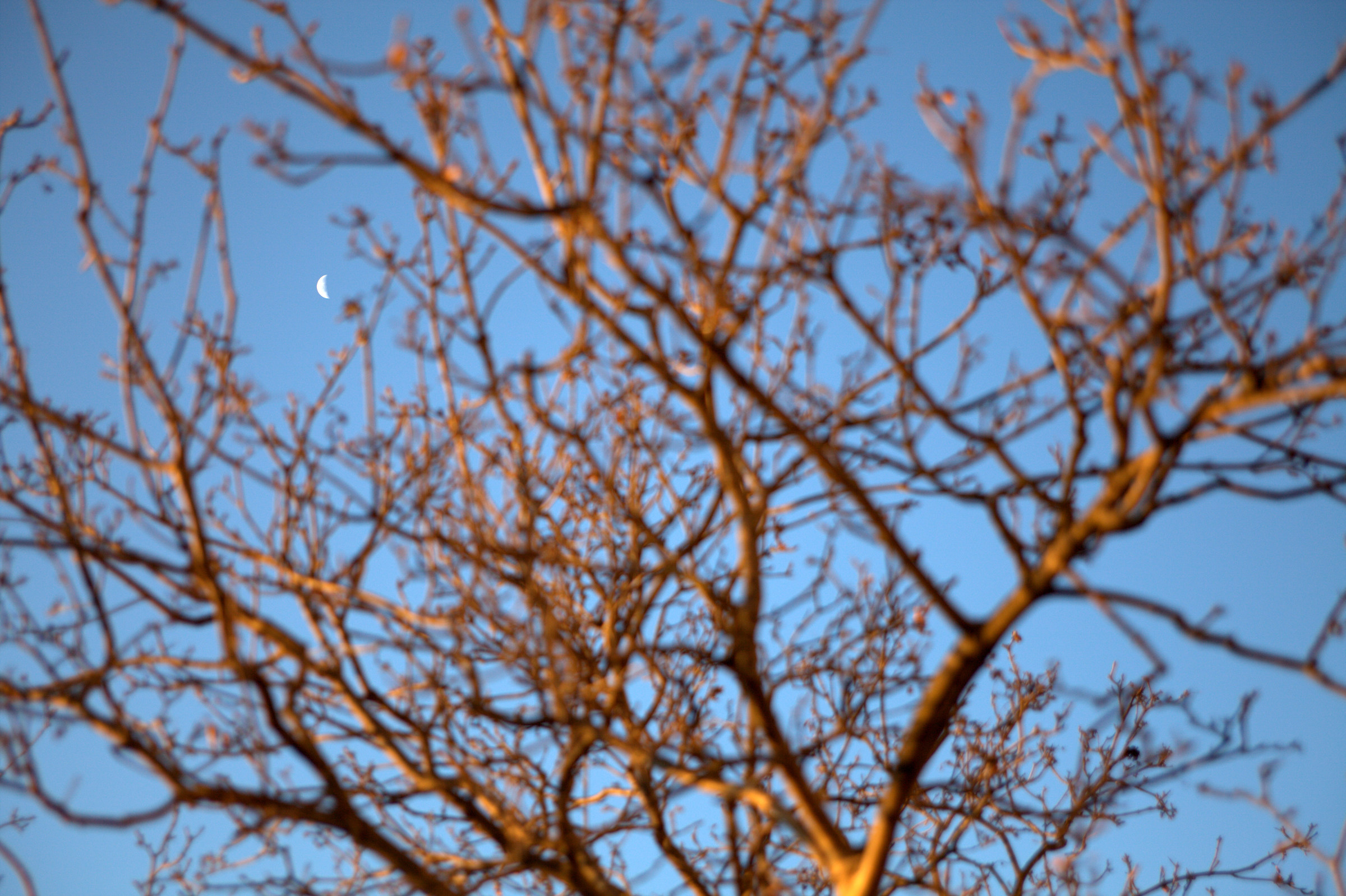 Moon among the branches