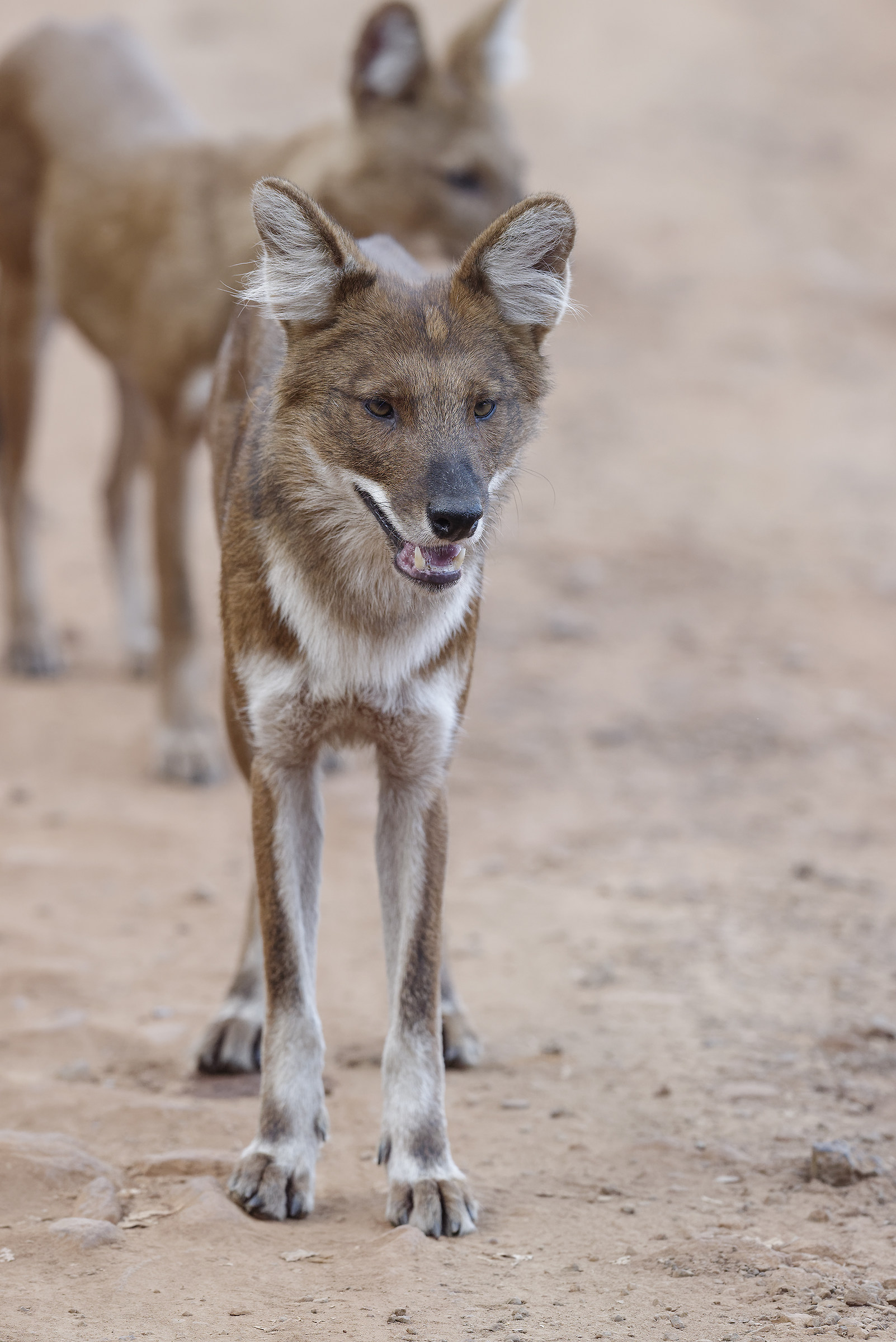 Indian Wild Dog (Dhole)
