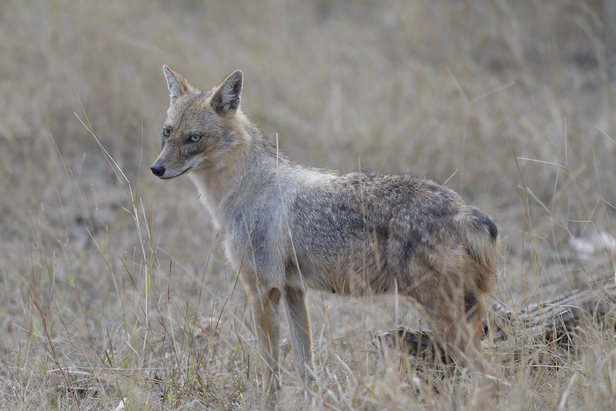 Indian Jackal