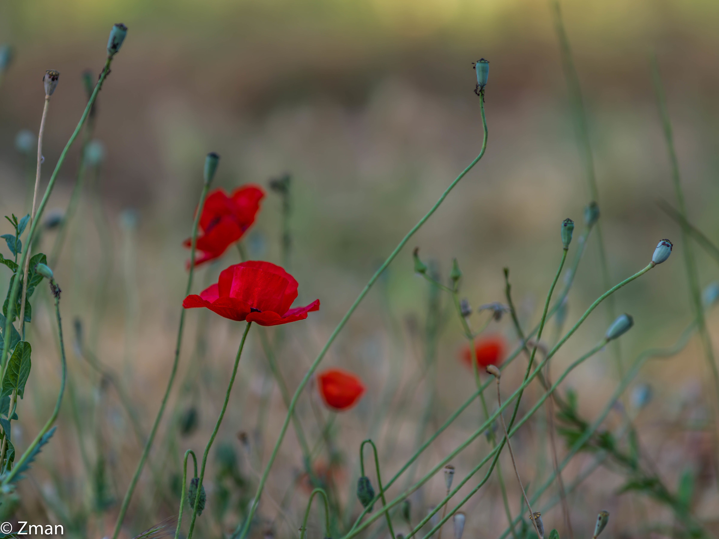 Felice anno nuovo a tutti gli amici Juza