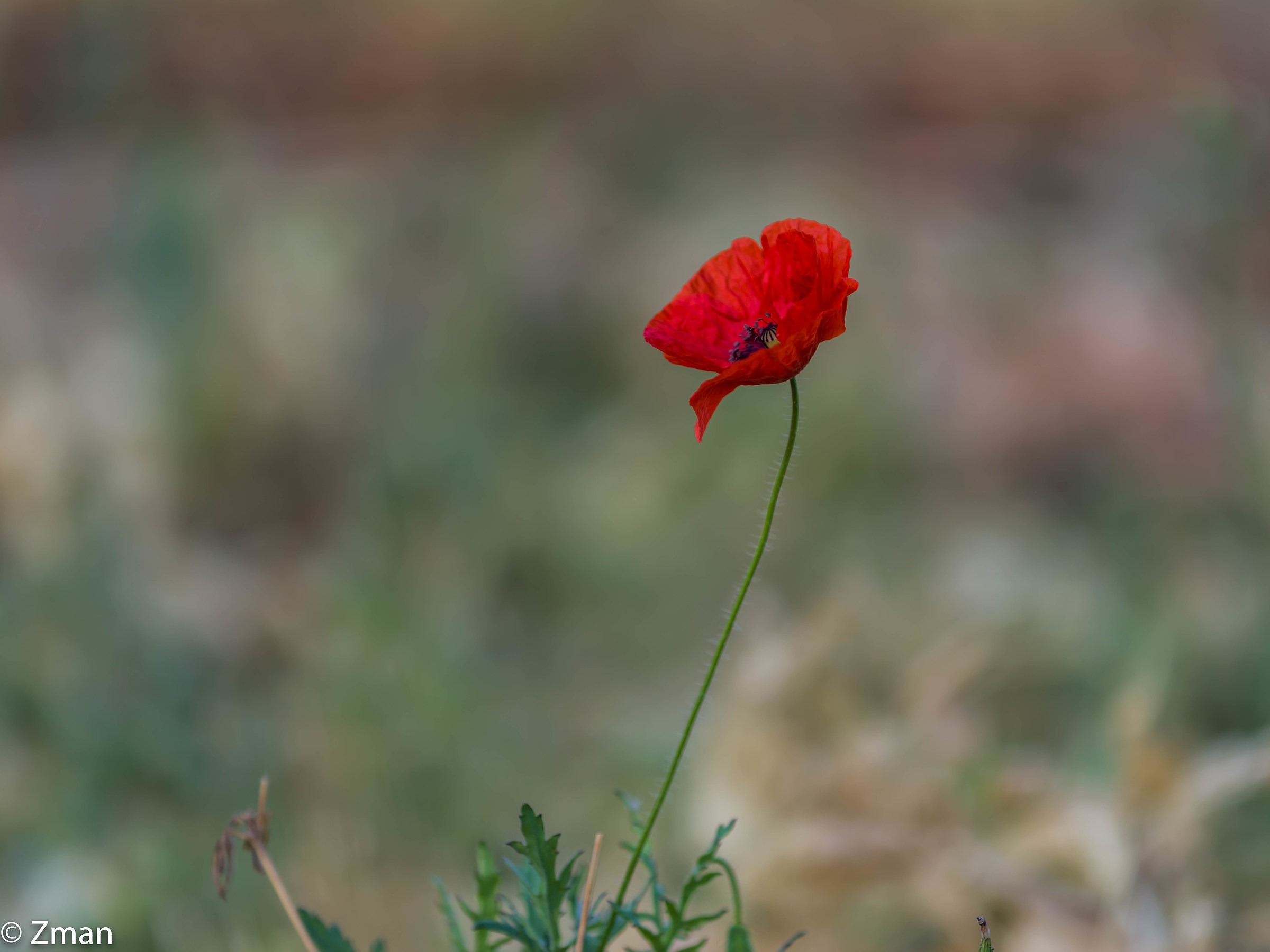 Felice anno nuovo a tutti gli amici Juza