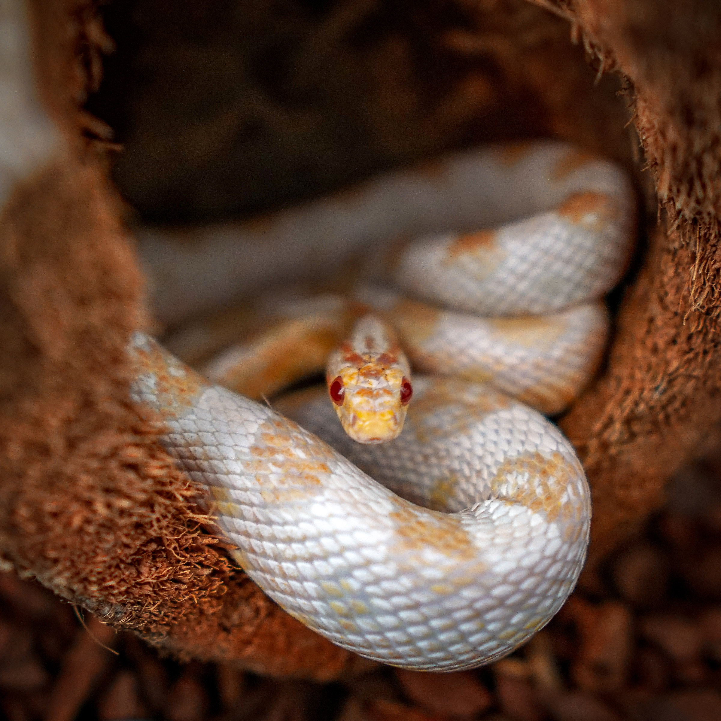 Calamity - Elaphe Guttata