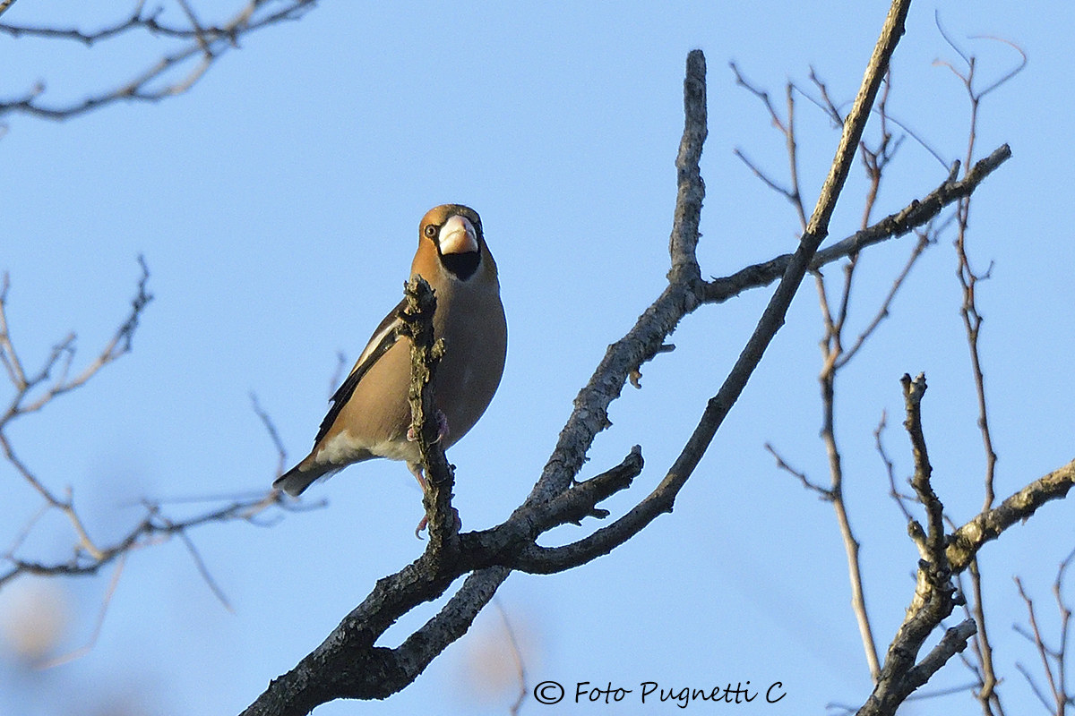 Hawfinch