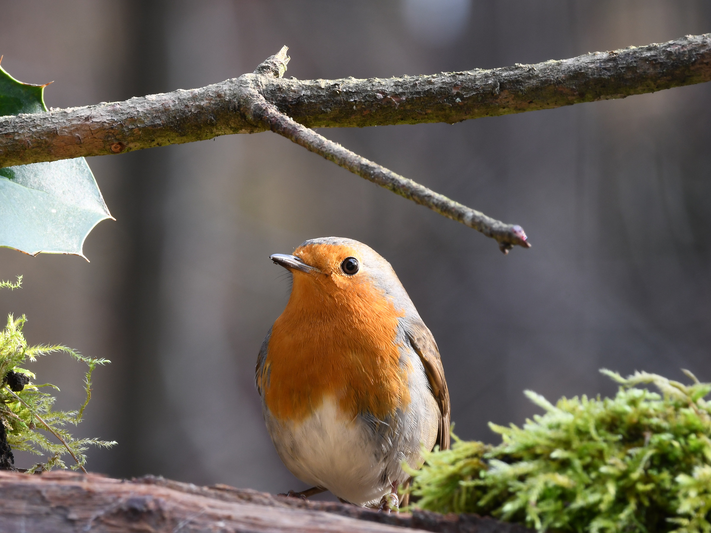 Che occhietto vispo!