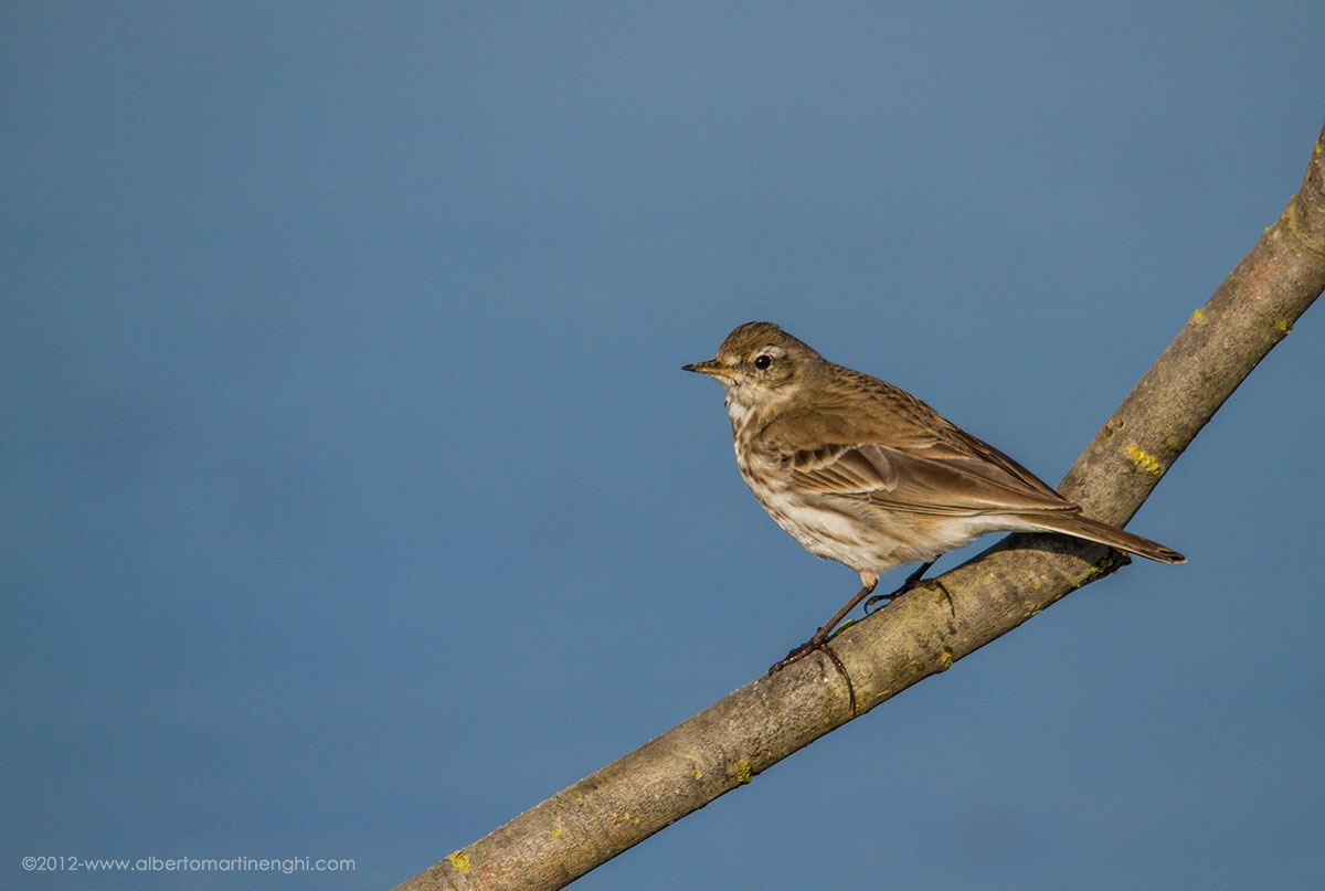 pipit