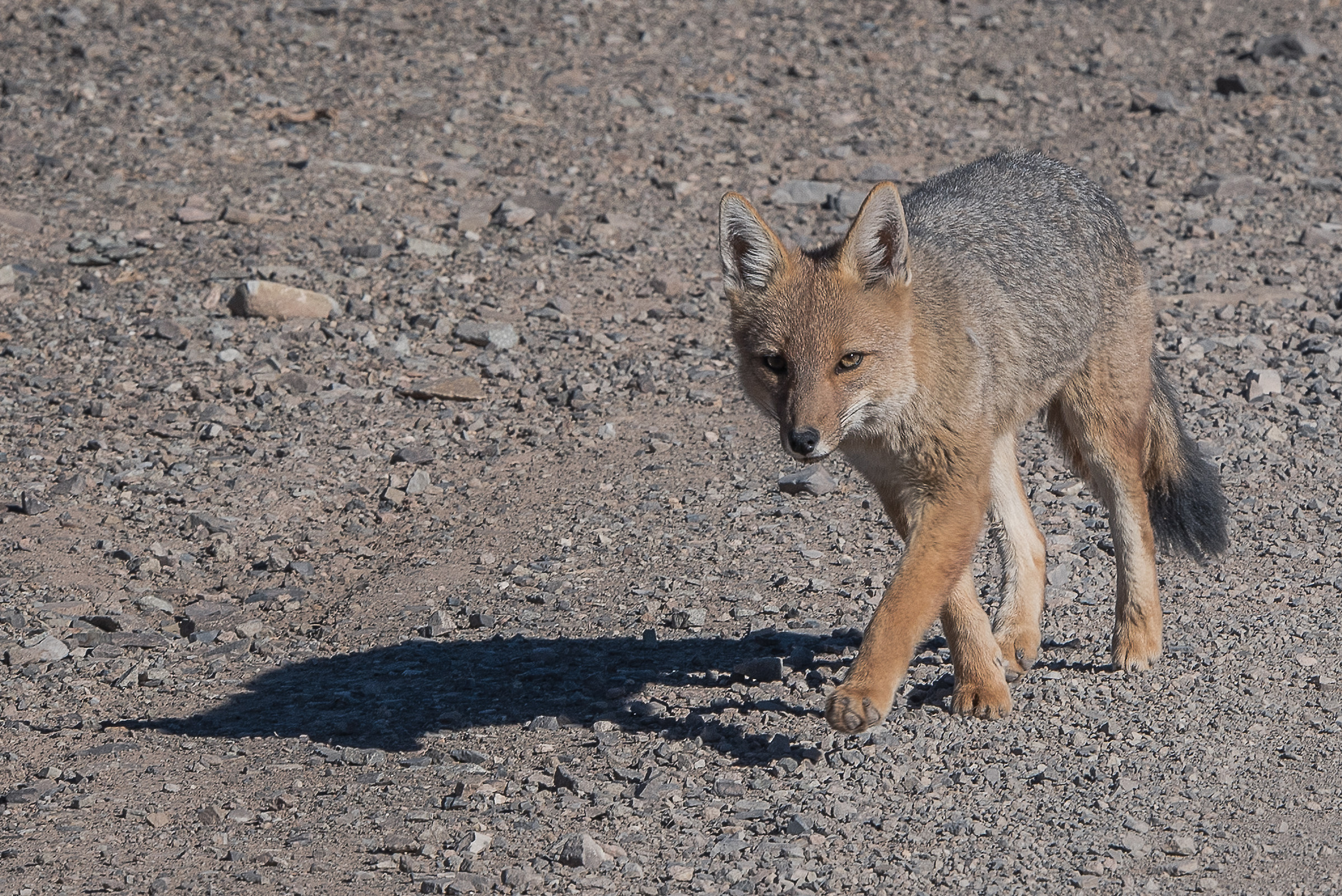The red fox of the Andes
