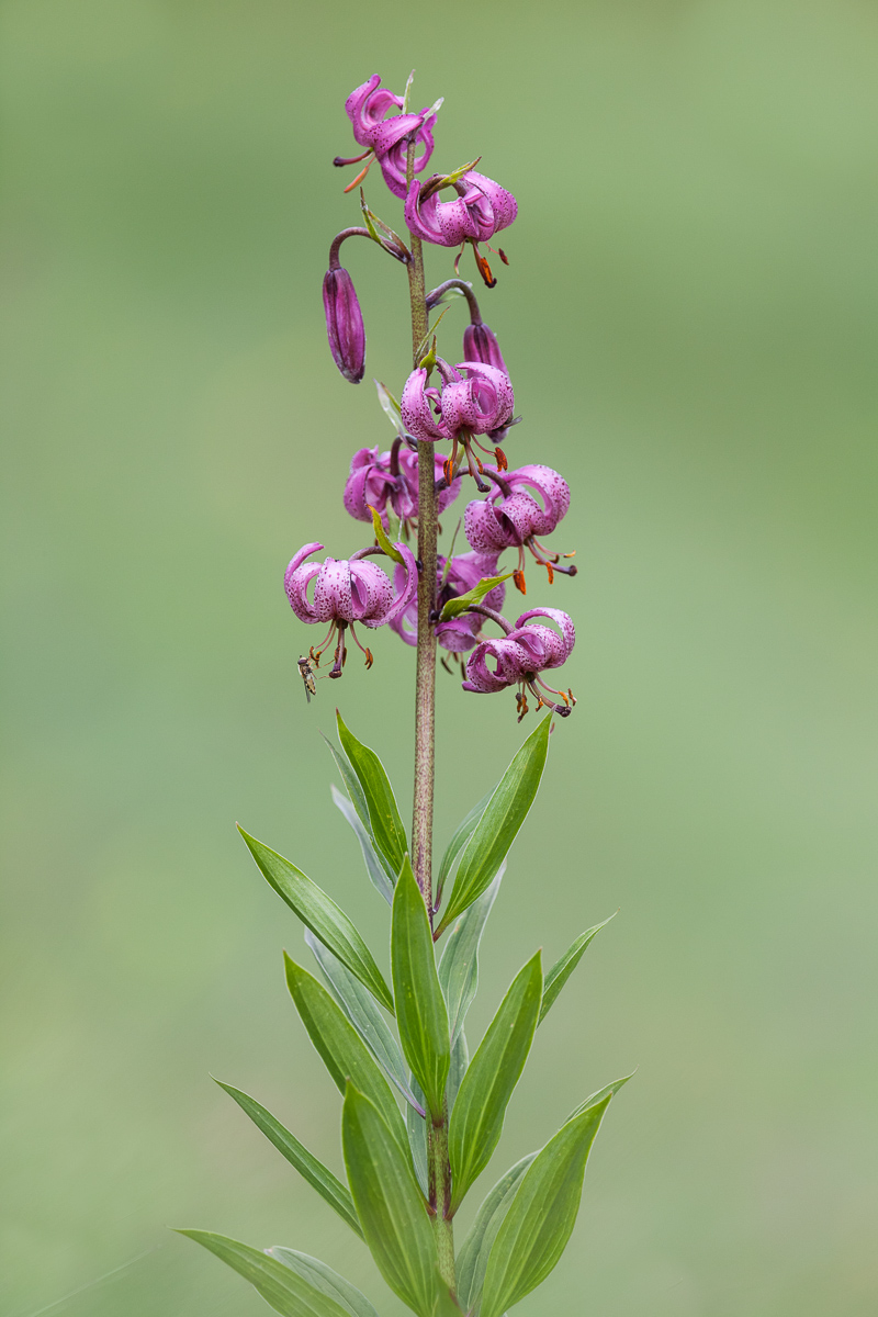 Lily Martagon (Lilium martagon)...