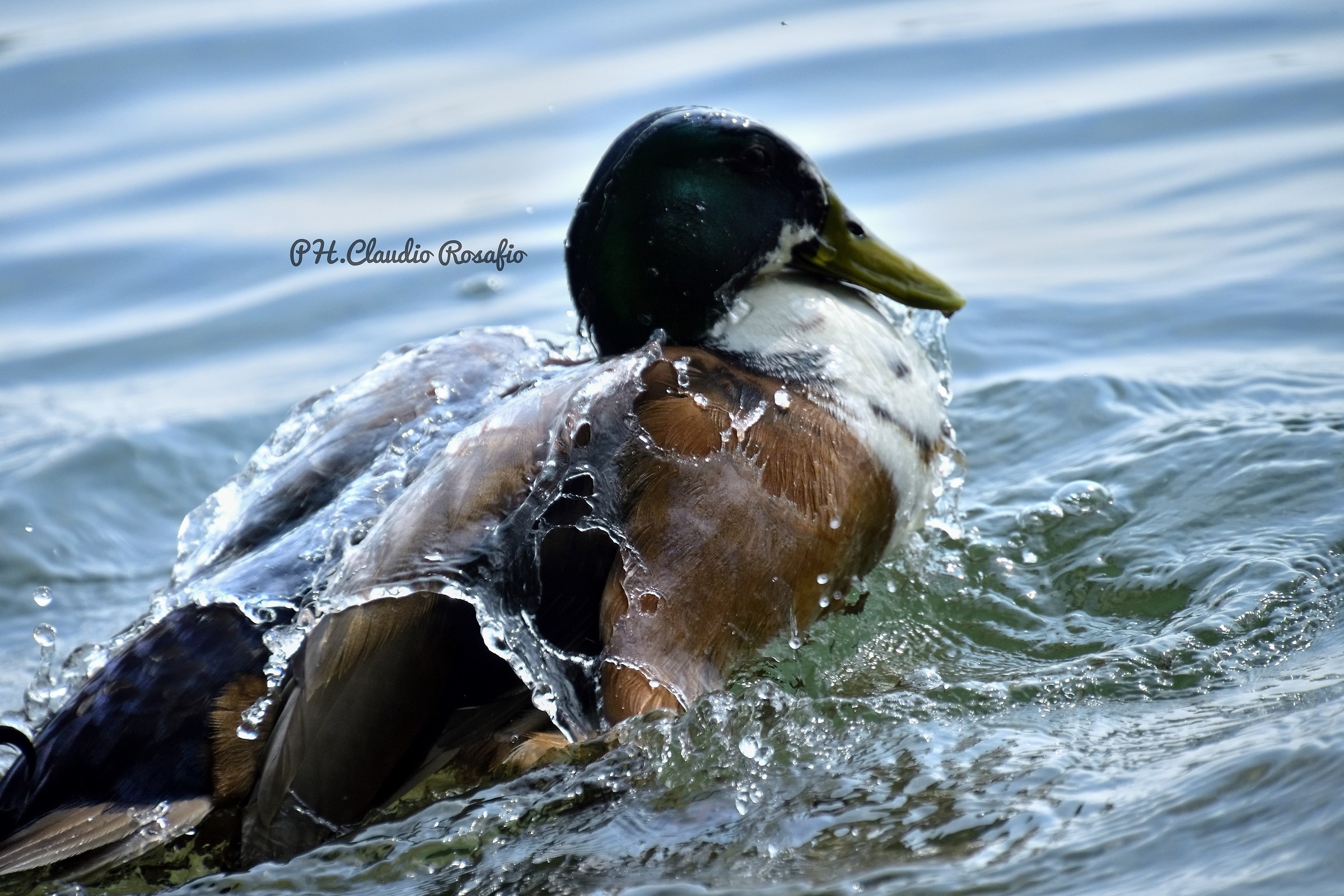 Nikon d810 Tamron SP 70/200 2.8