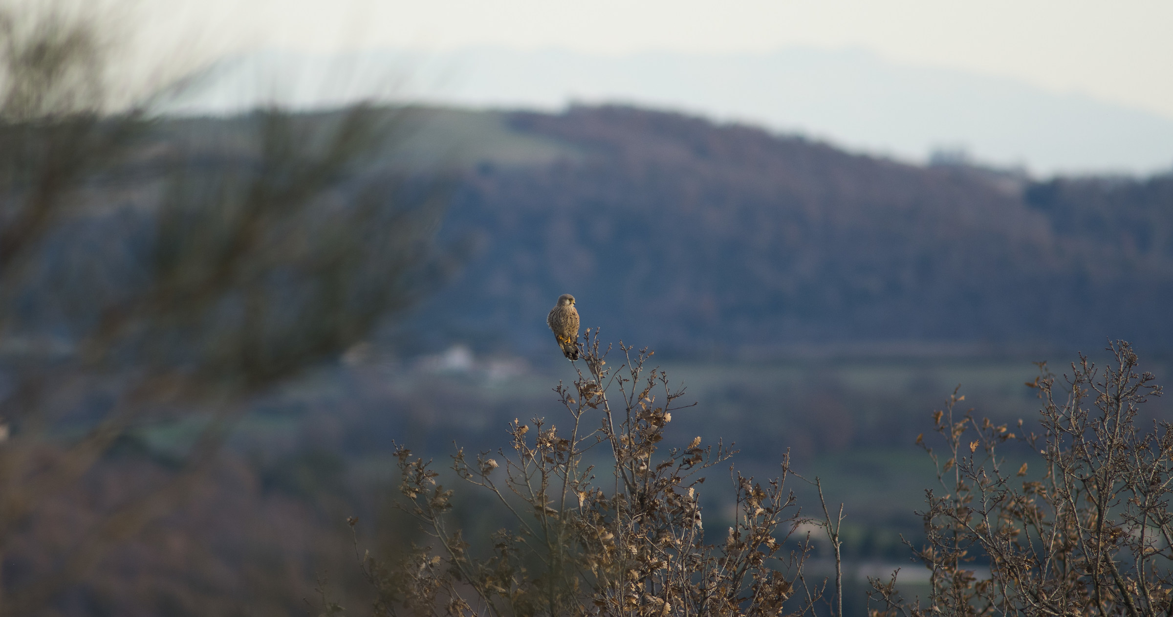 common kerstel at Bracciano lake, Rome