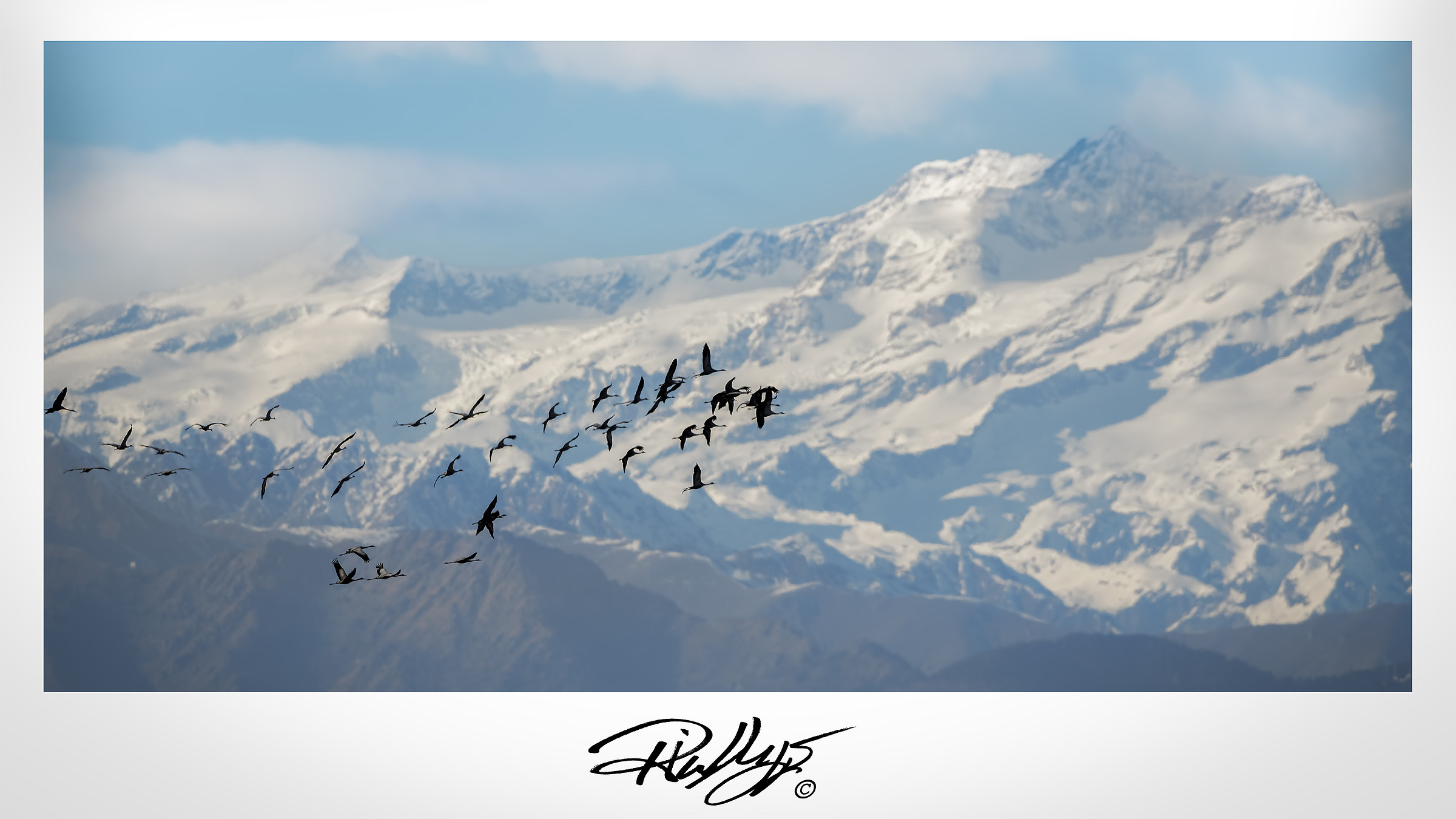 Stormi d'uccelli neri...