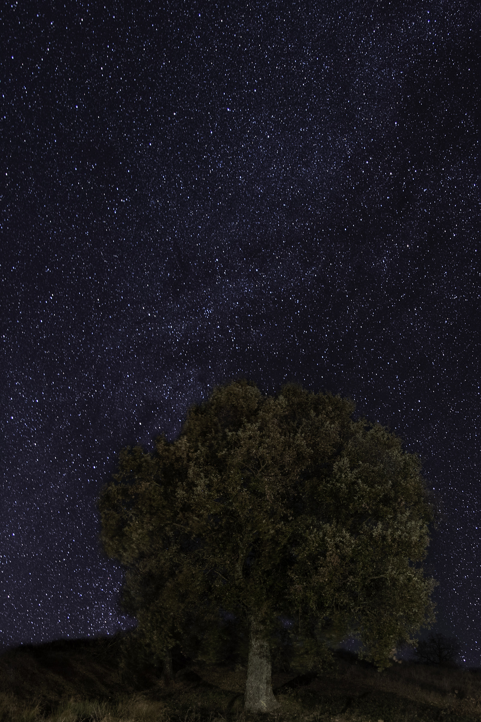 Stellata di S.Silvestro