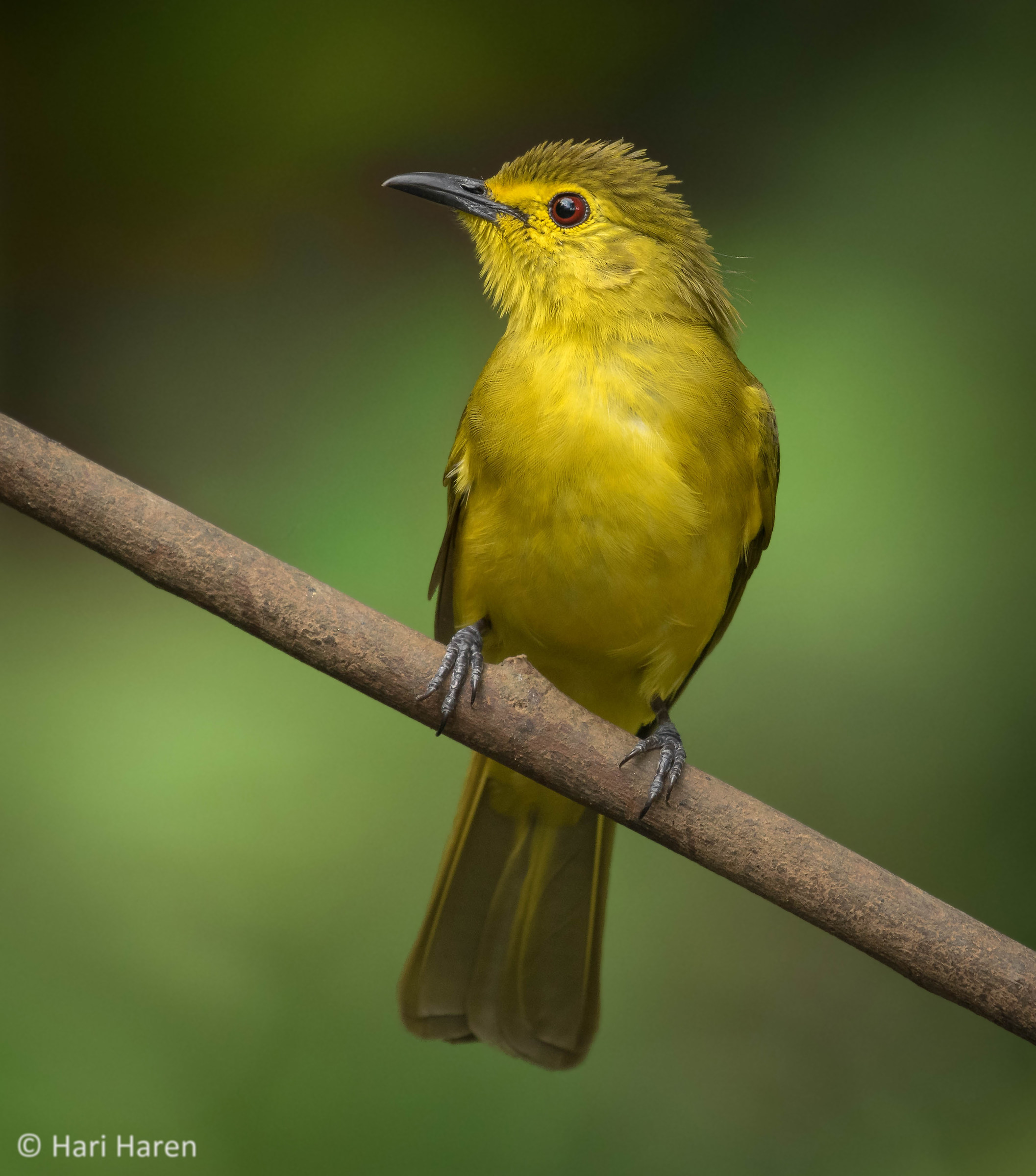 Yellow-browed bulbul