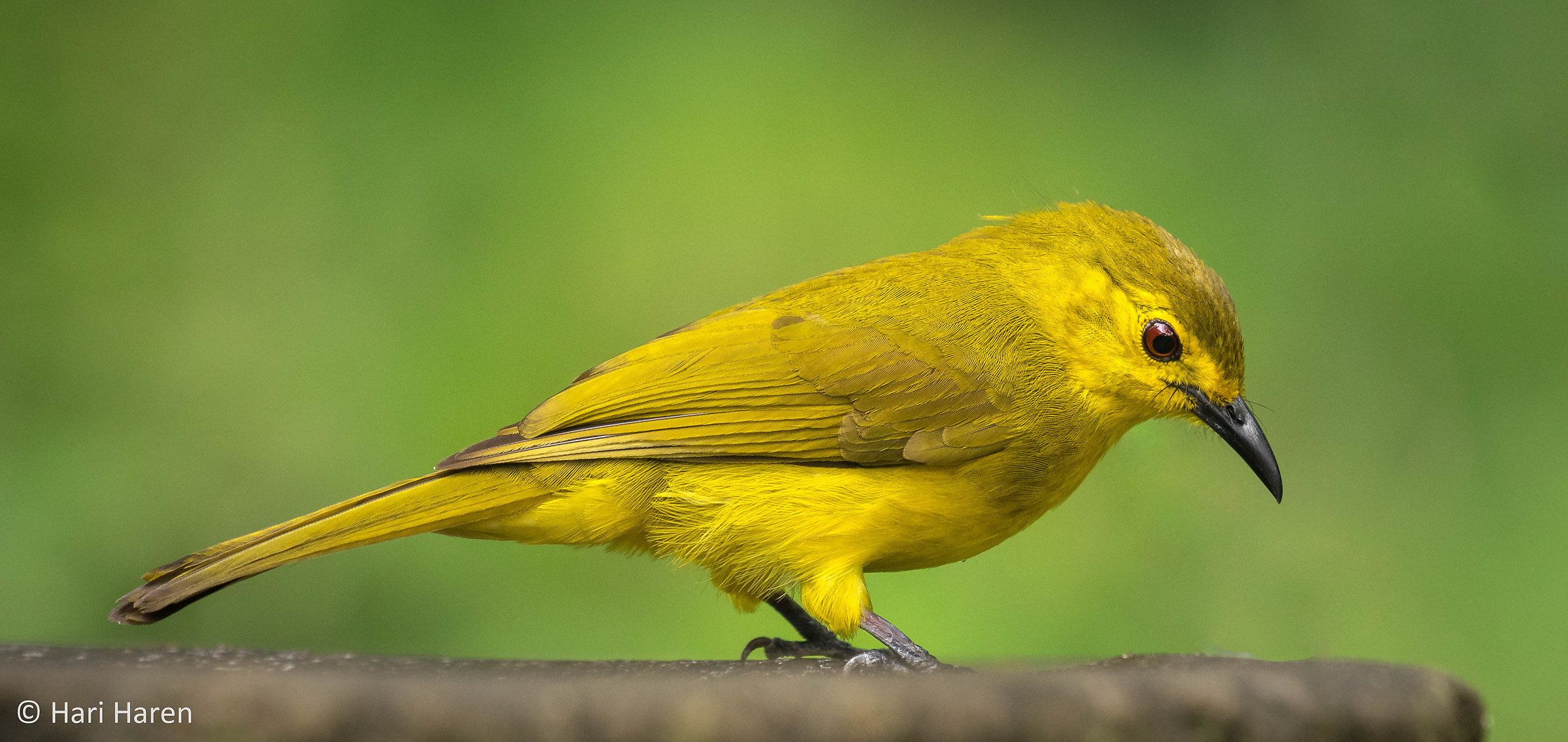 Yellow-browed bulbul