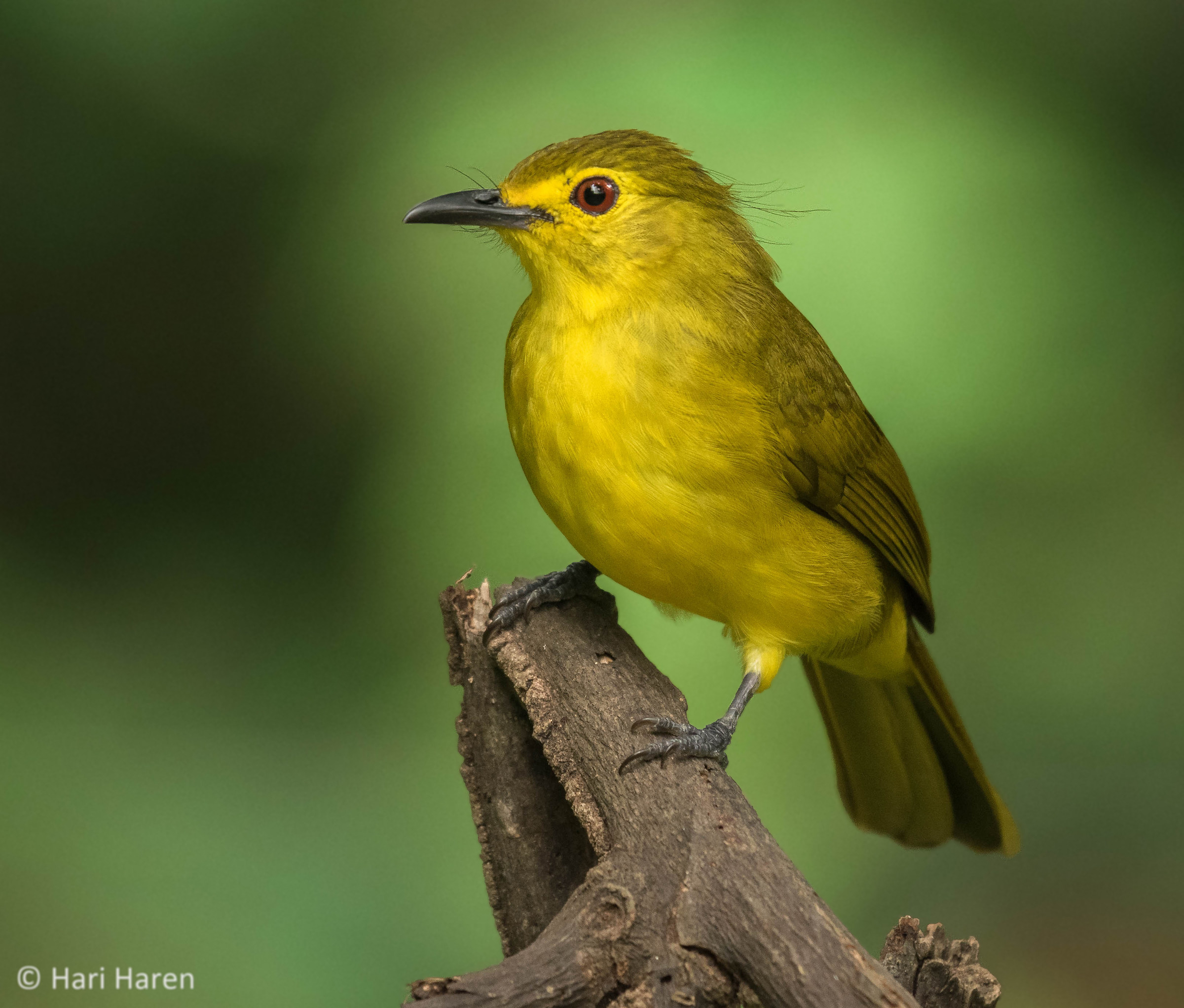 Yellow-browed bulbul