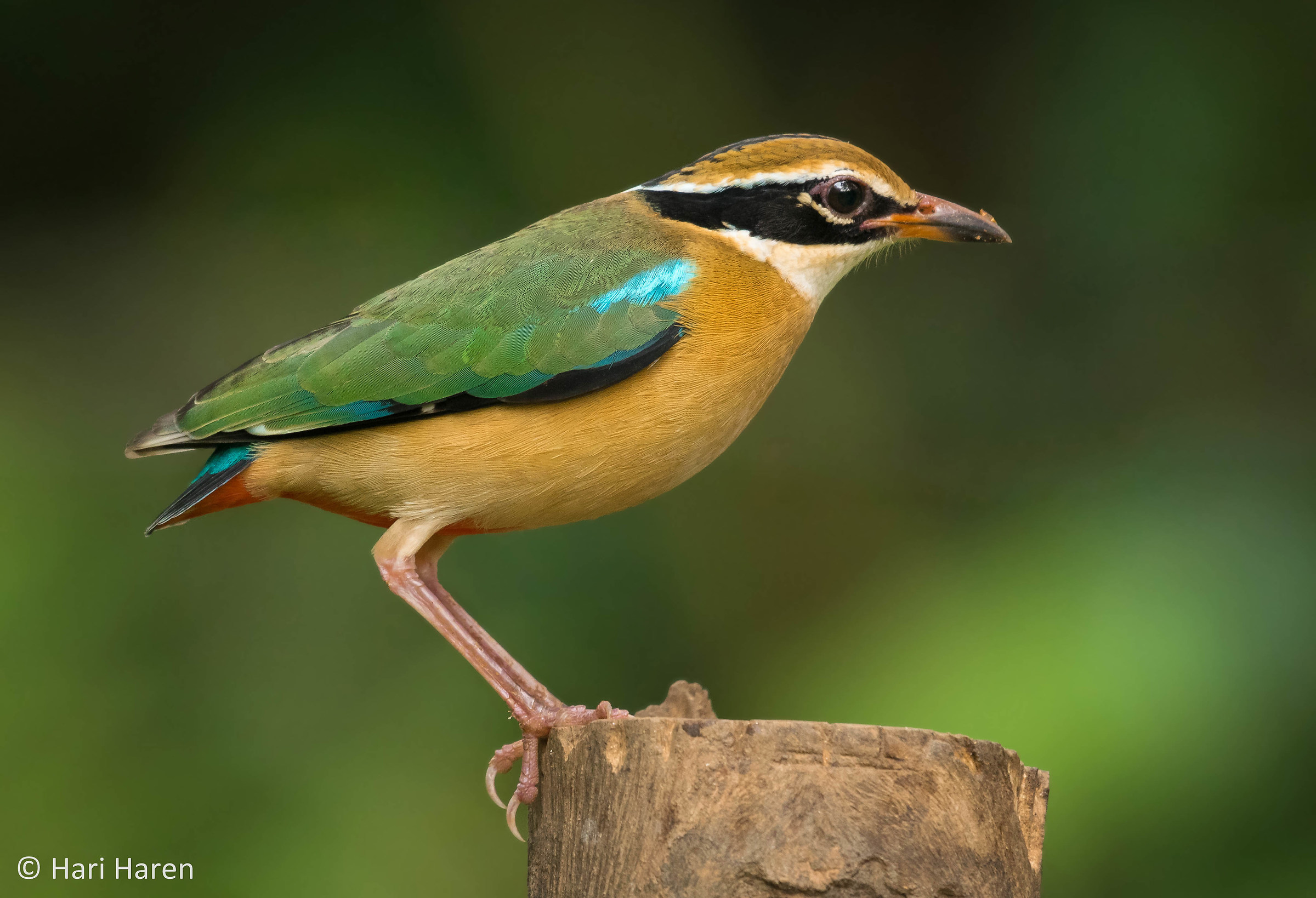 Indian pitta