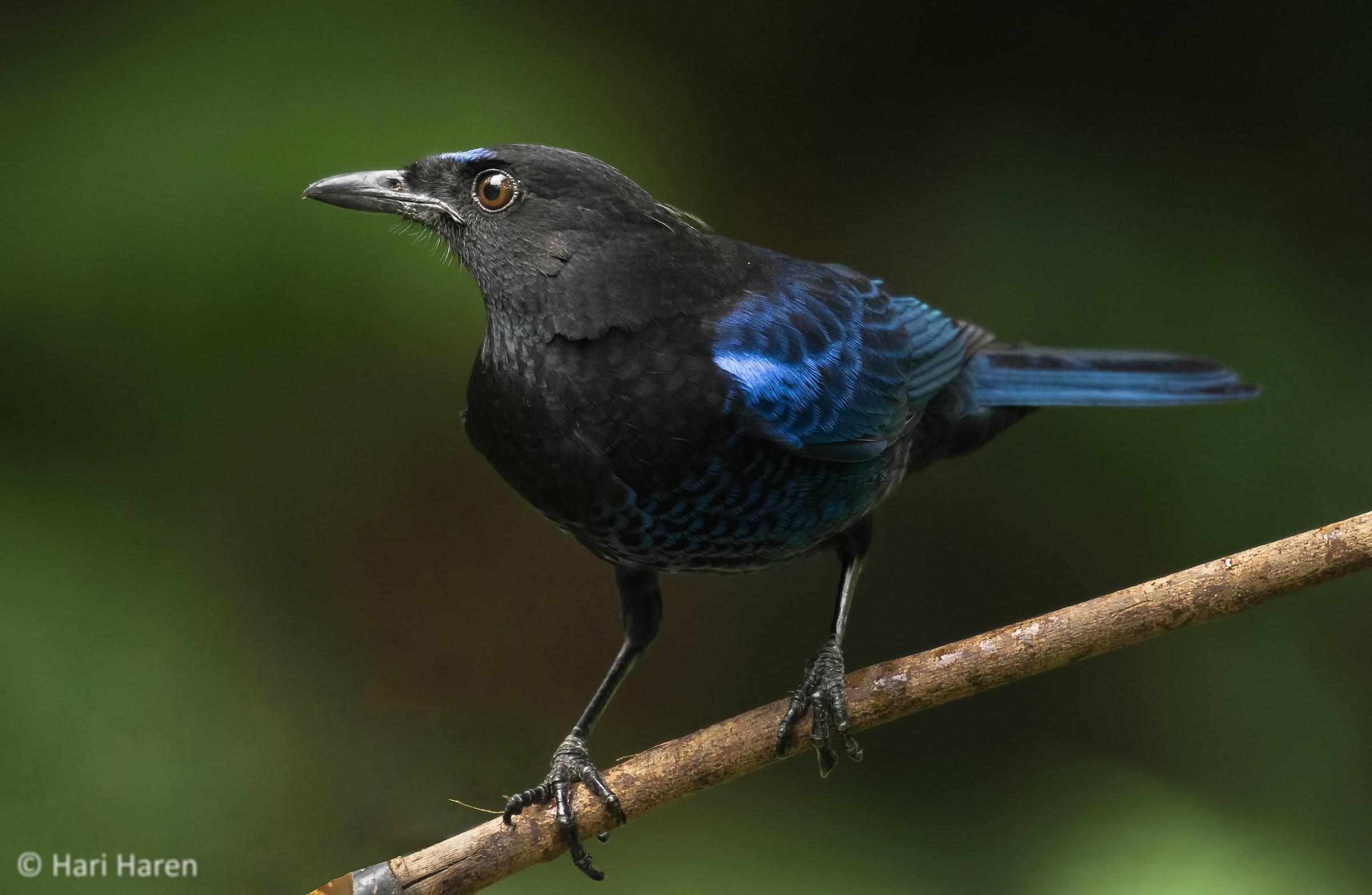 Malabar whistling thrush