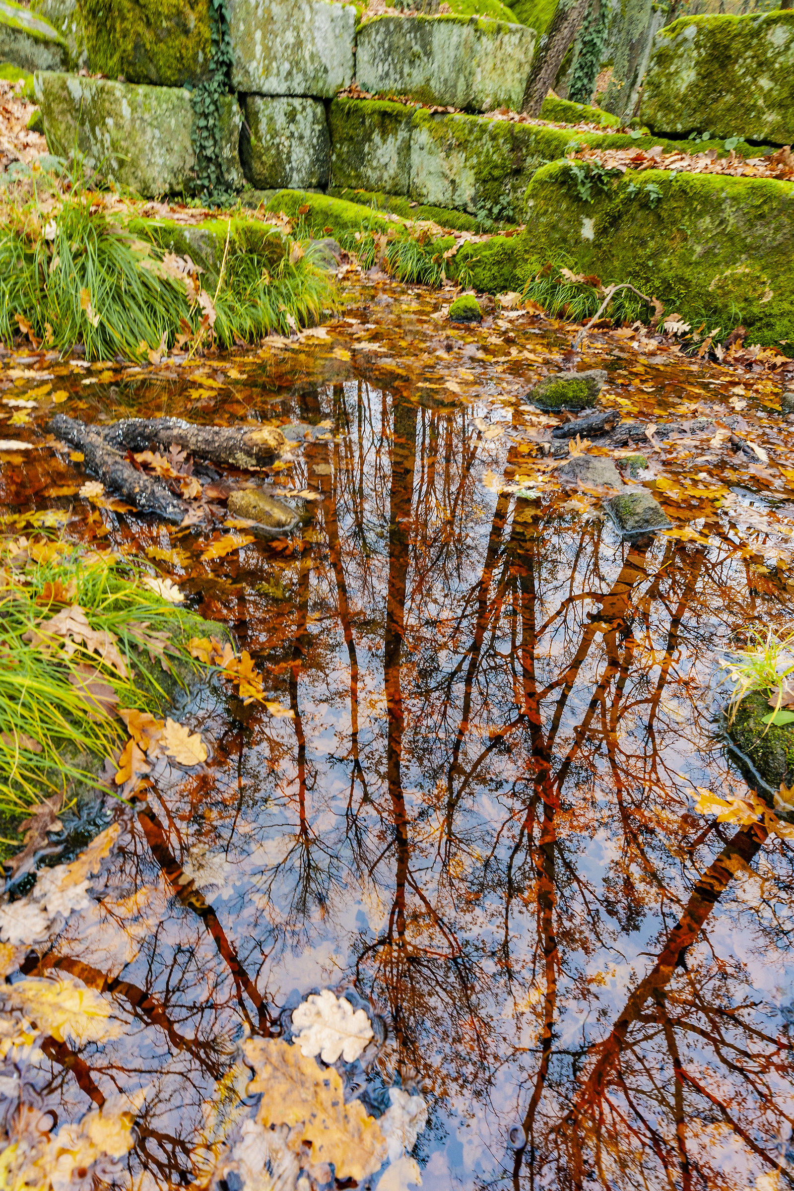 Reflections of Trees