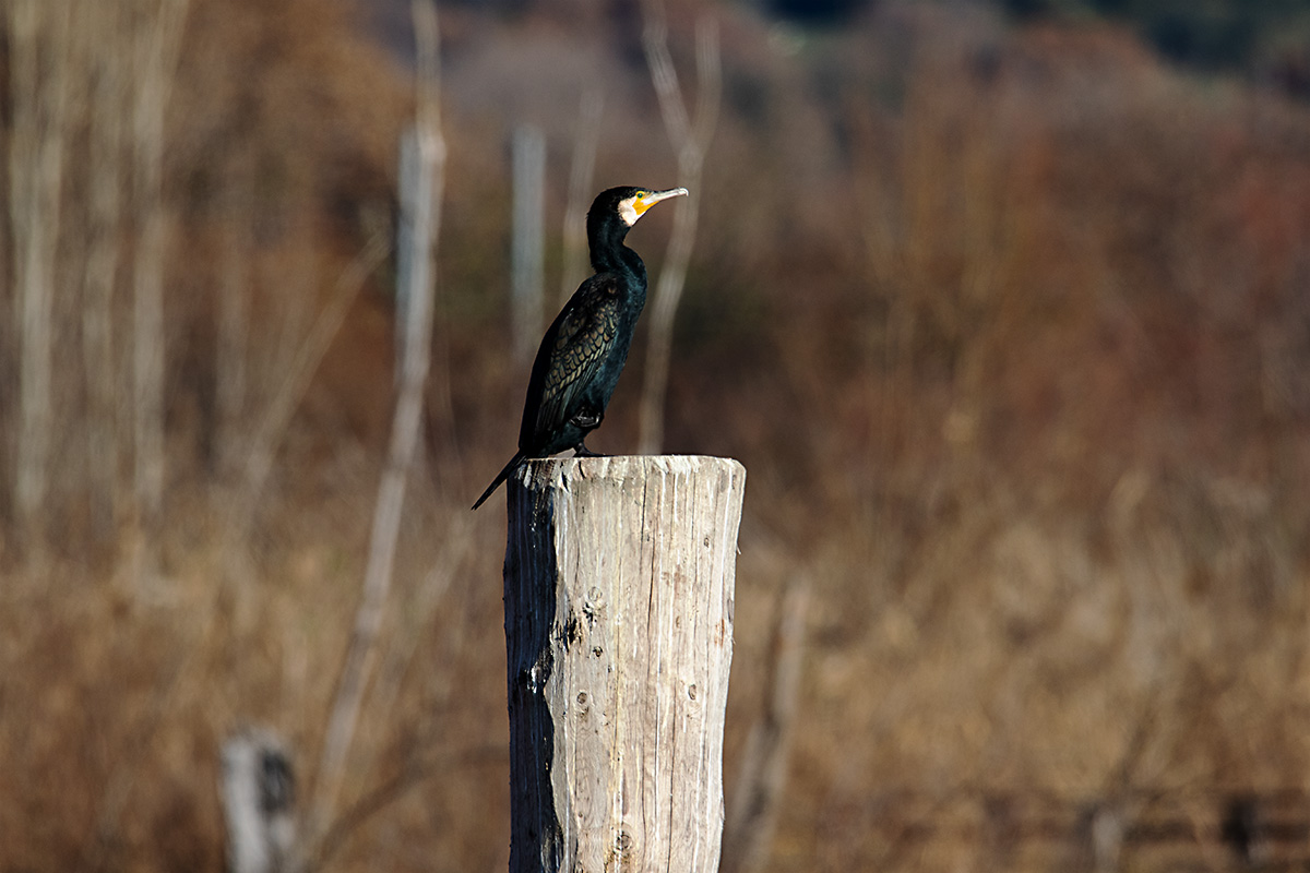 Cormorant