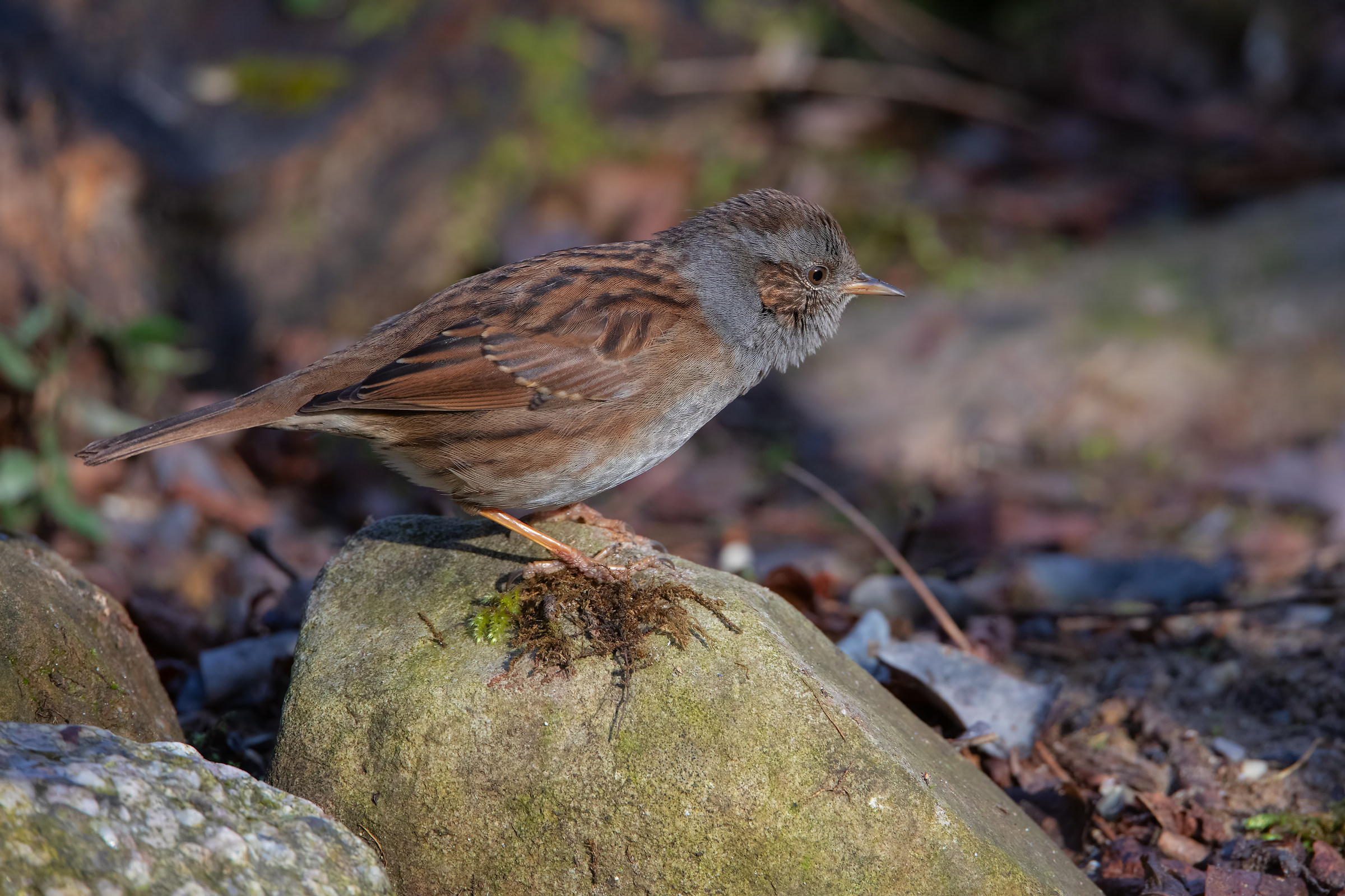 Flounder Dunnock mimicking the stiff neck