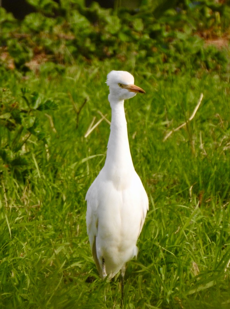 Cattle Egret