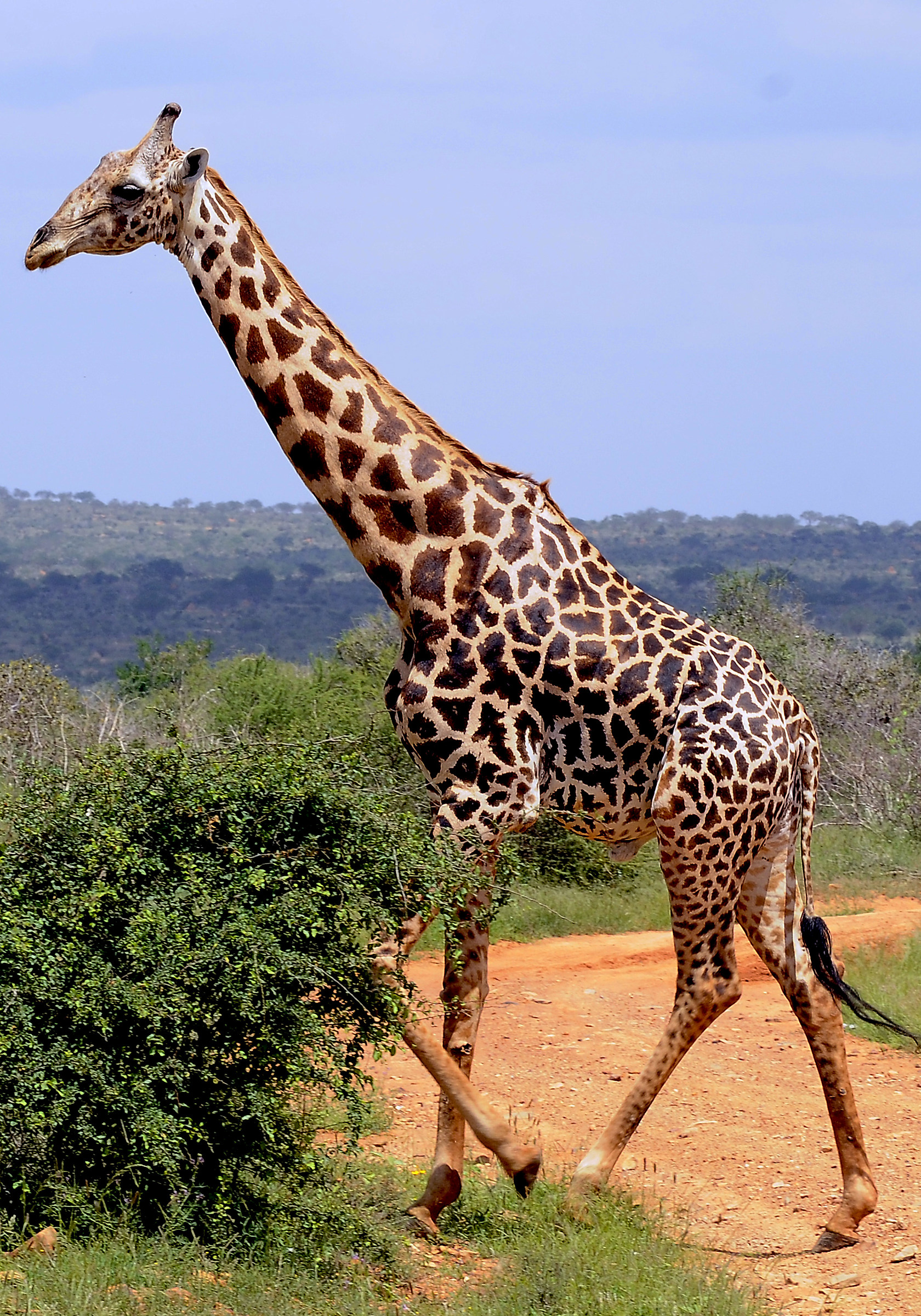Giraffe